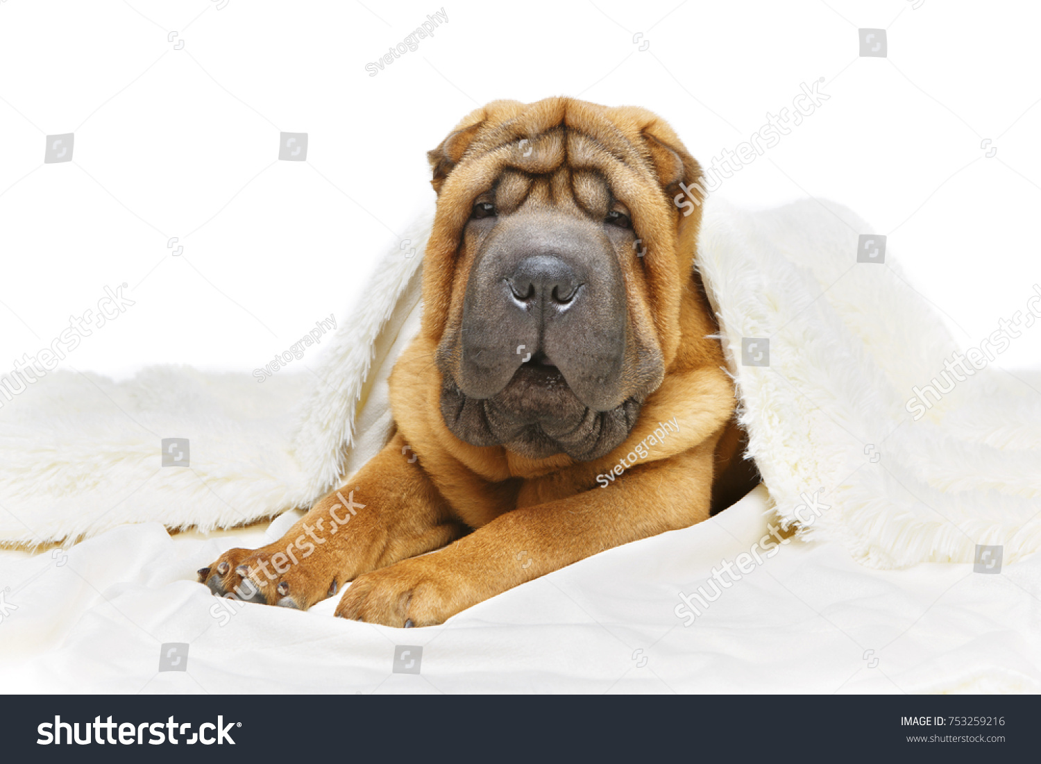 Adorable 4 Months Shar Pei Puppy Stock Photo Edit Now