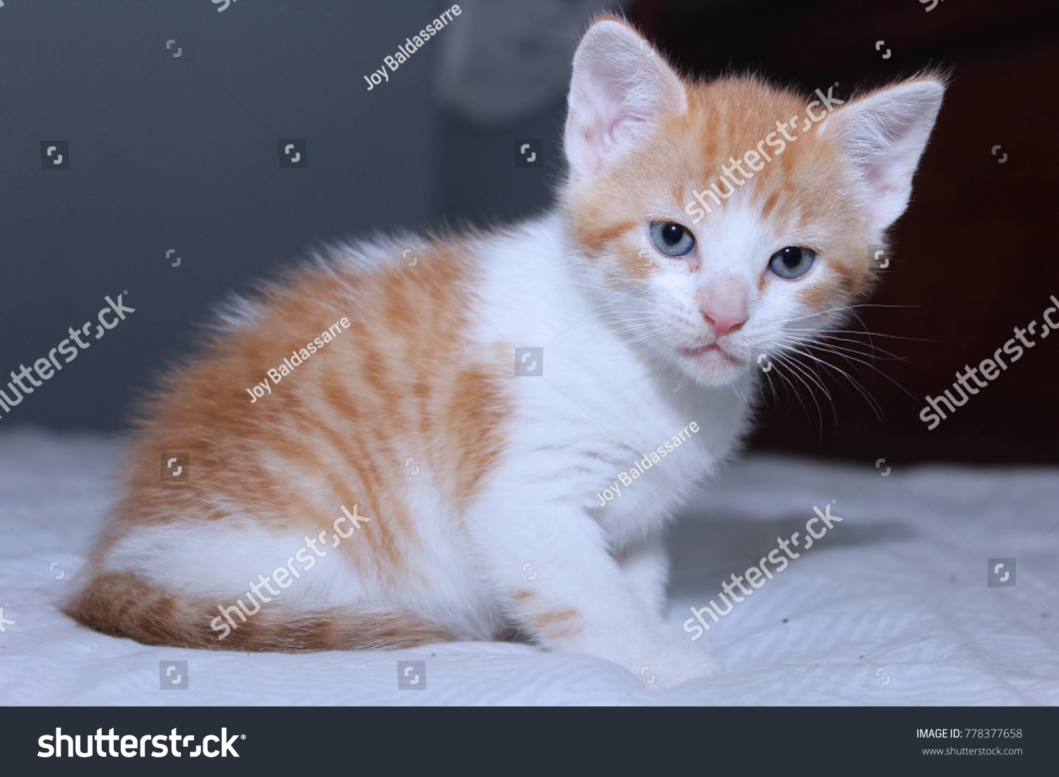 Adorable Orange Tabby White Kitten Stock Photo Edit Now 778377658