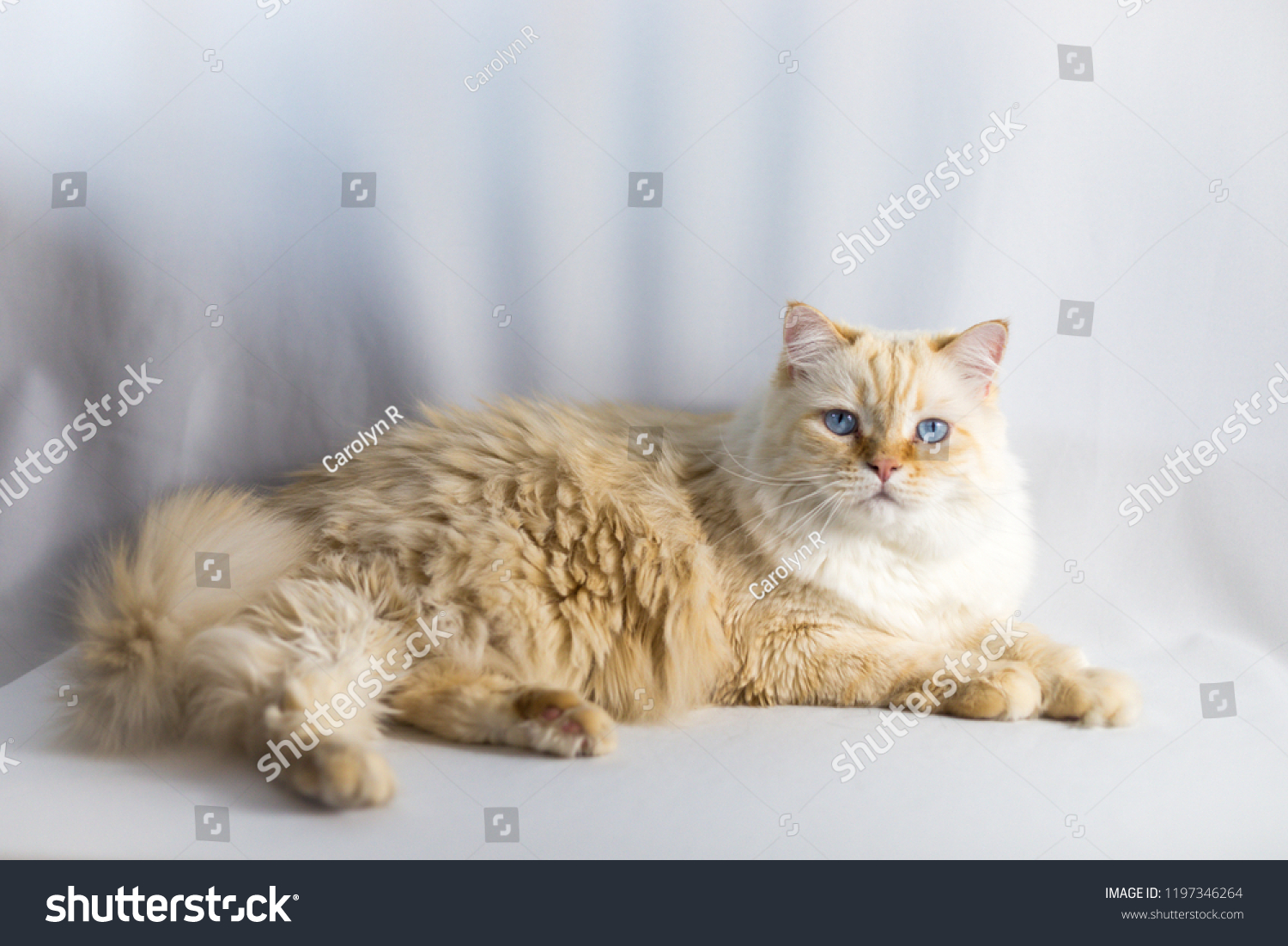 Adorable Orange White Fluffy Cat Laying Miscellaneous Animals