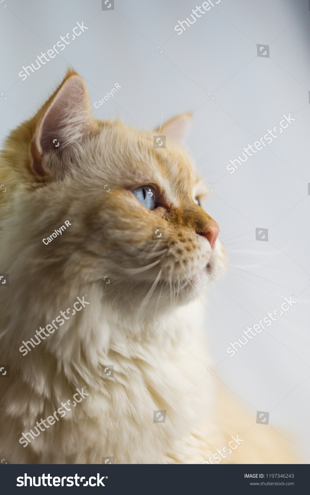 Adorable Orange White Fluffy Cat Looking Stock Photo Edit Now
