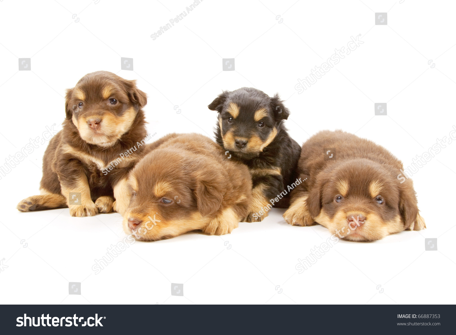 Adorable Puppies Isolated On White Background Stock Photo 66887353