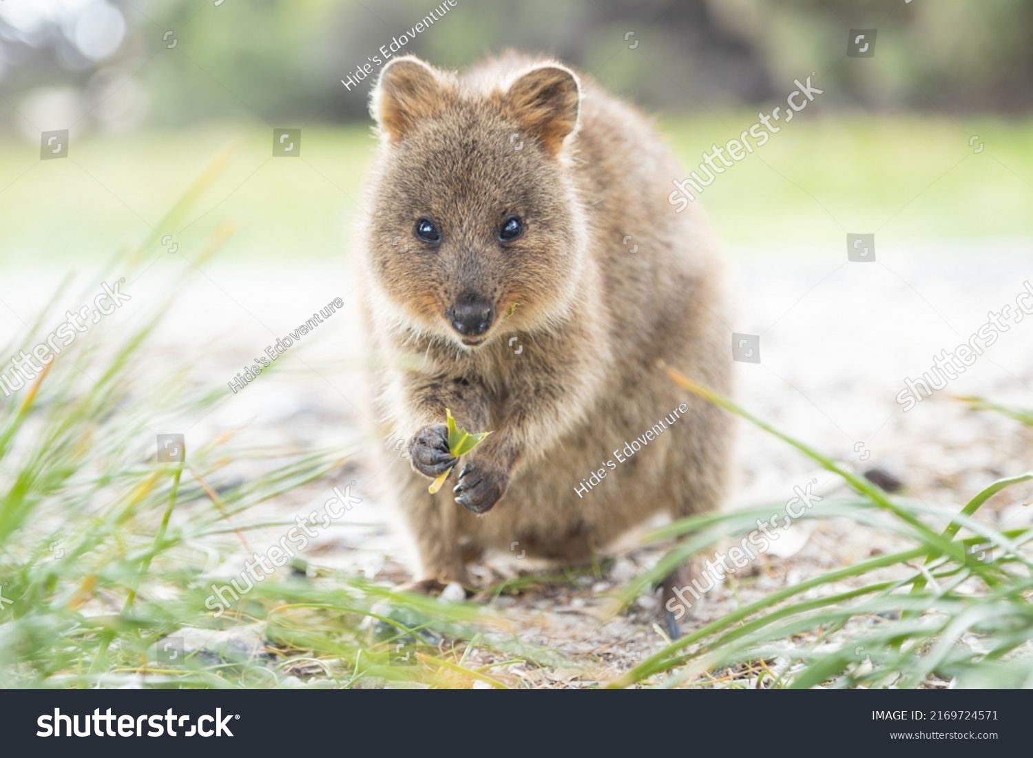 Adorable Quokka Enjoying Meal Smiling Rottnest Stock Photo 2169724571 ...