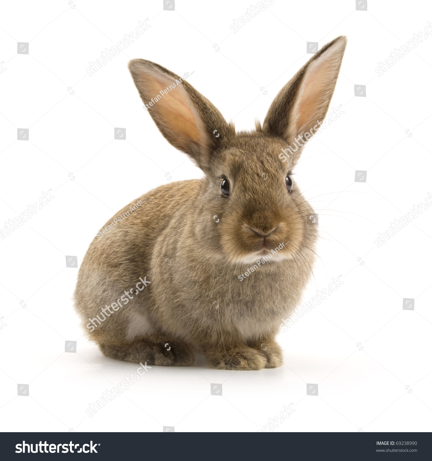 Adorable Rabbit Isolated On A White Background Stock Photo 69238990 ...