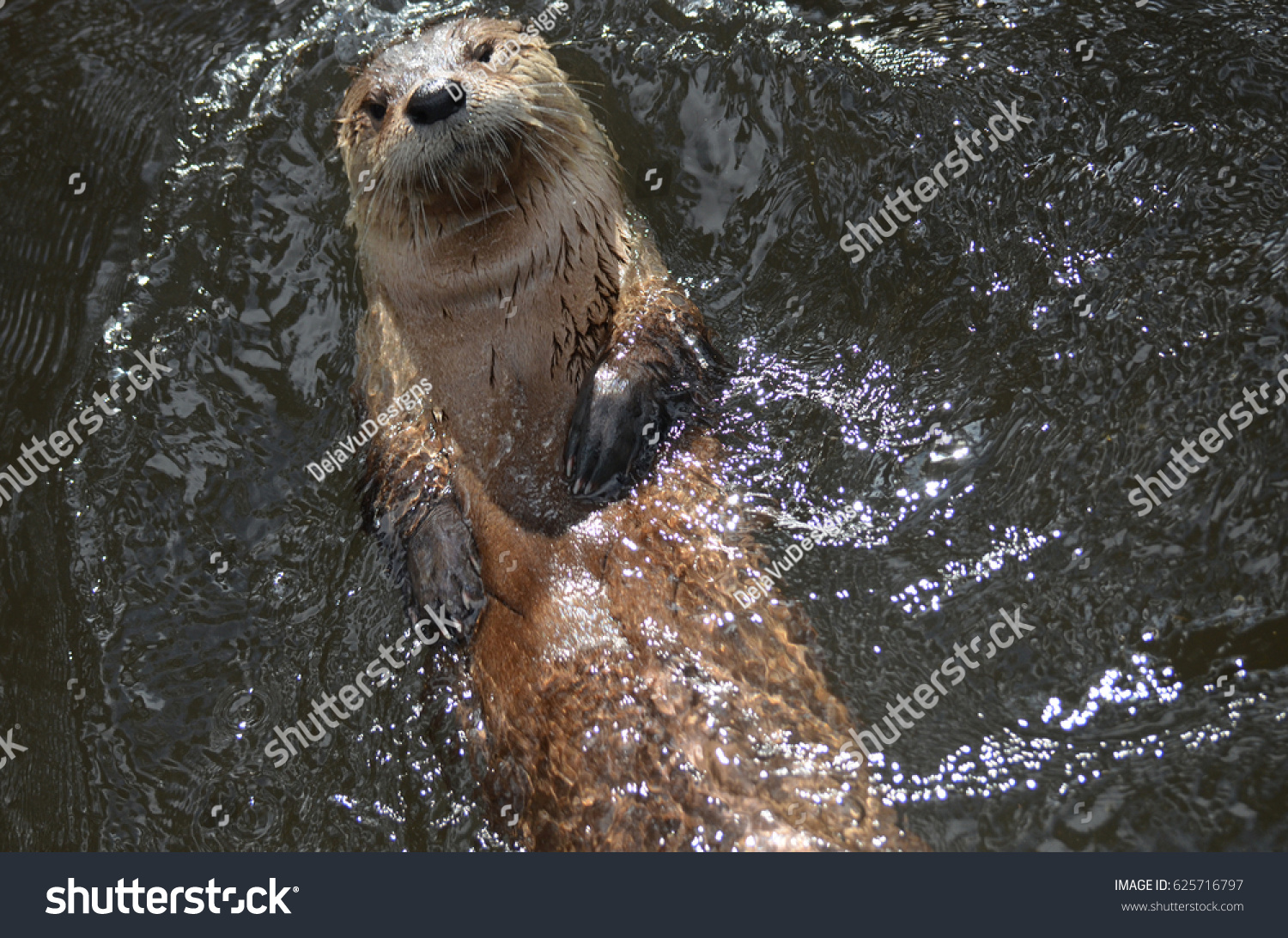 泳ぎながら背中に浮かぶかわいいカワウソ の写真素材 今すぐ編集