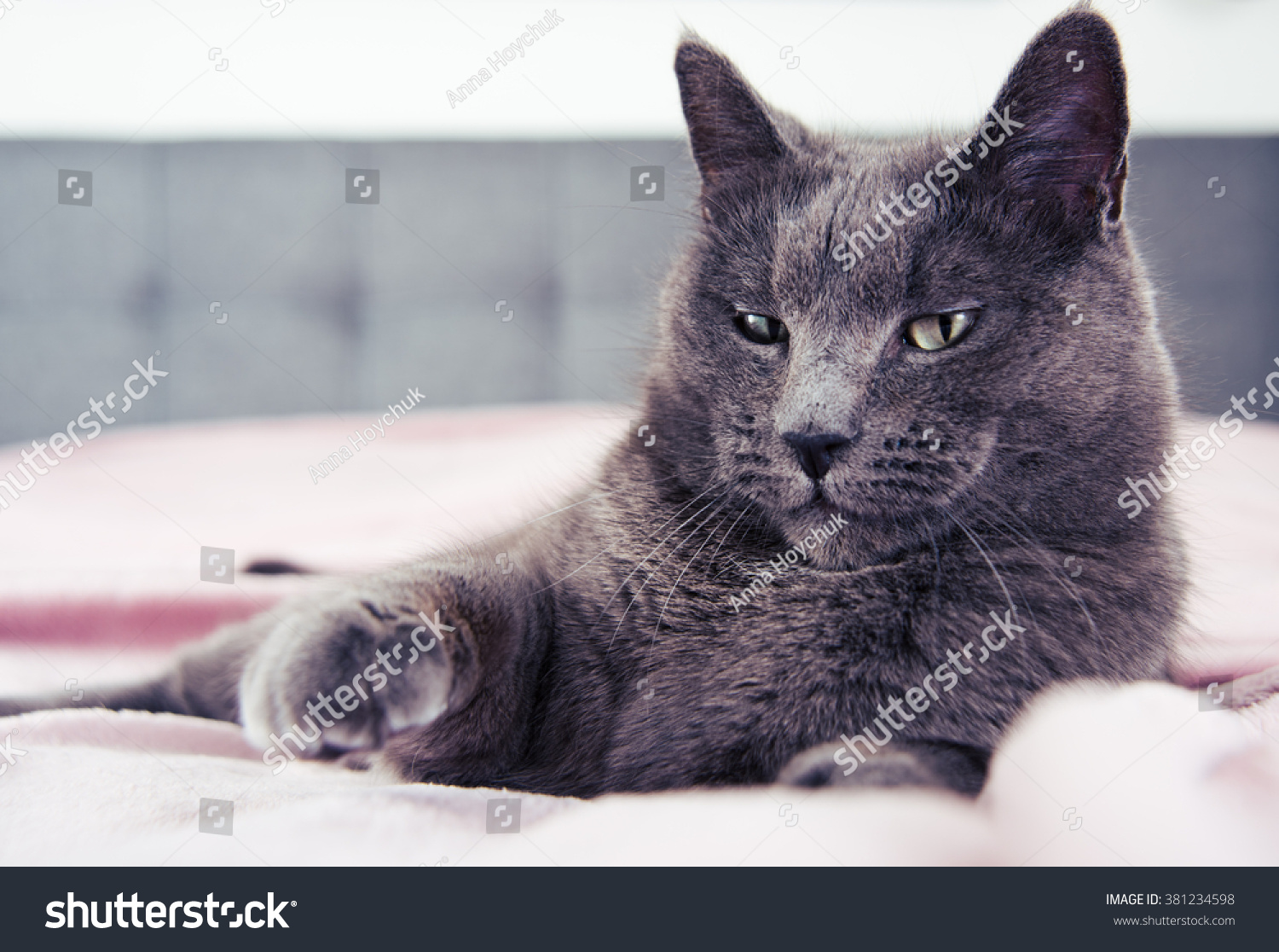 Adorable Russian Blue Cat Mix Fist Bumping Stock Photo 381234598 ...