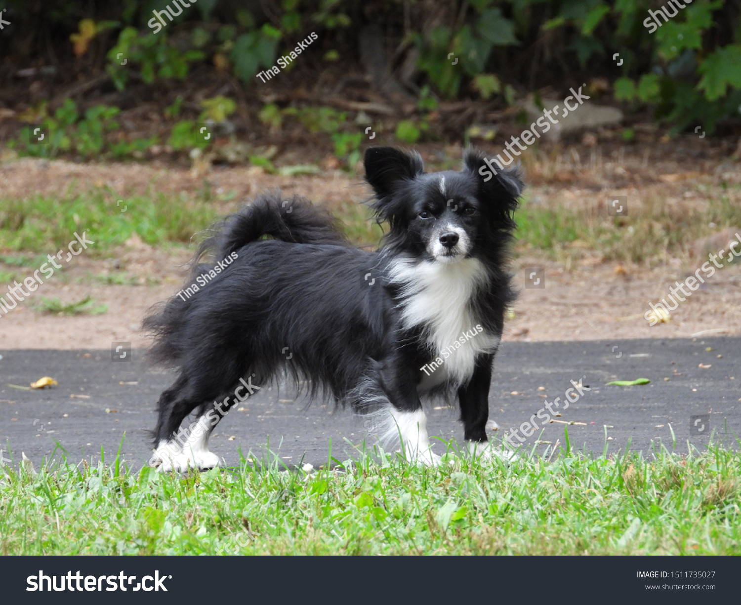 small black and white dog