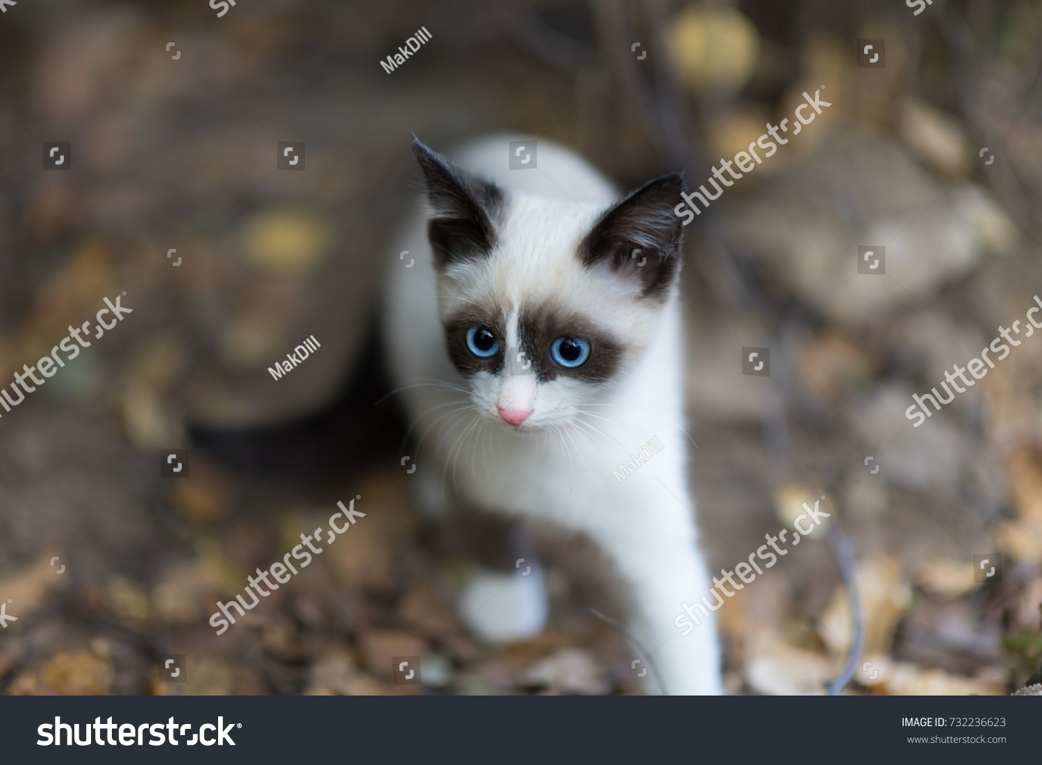 black and white kitten with blue eyes