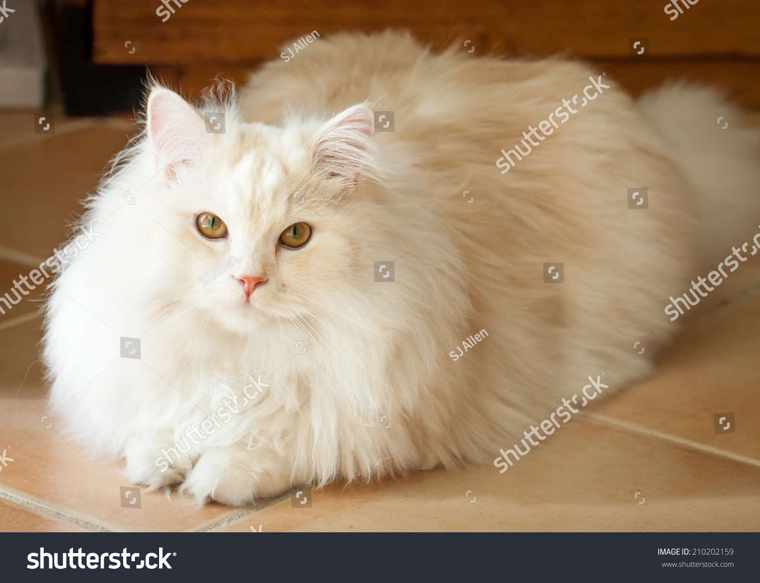 ginger ragdoll