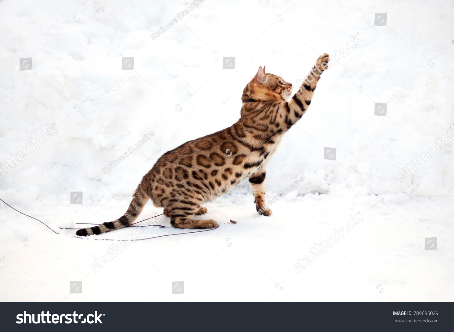 Adult Bengal Cat On Snow Background Stock Photo 789695029 ... Adult Bengal Cat On Snow Background Stock Photo 789695029 ...