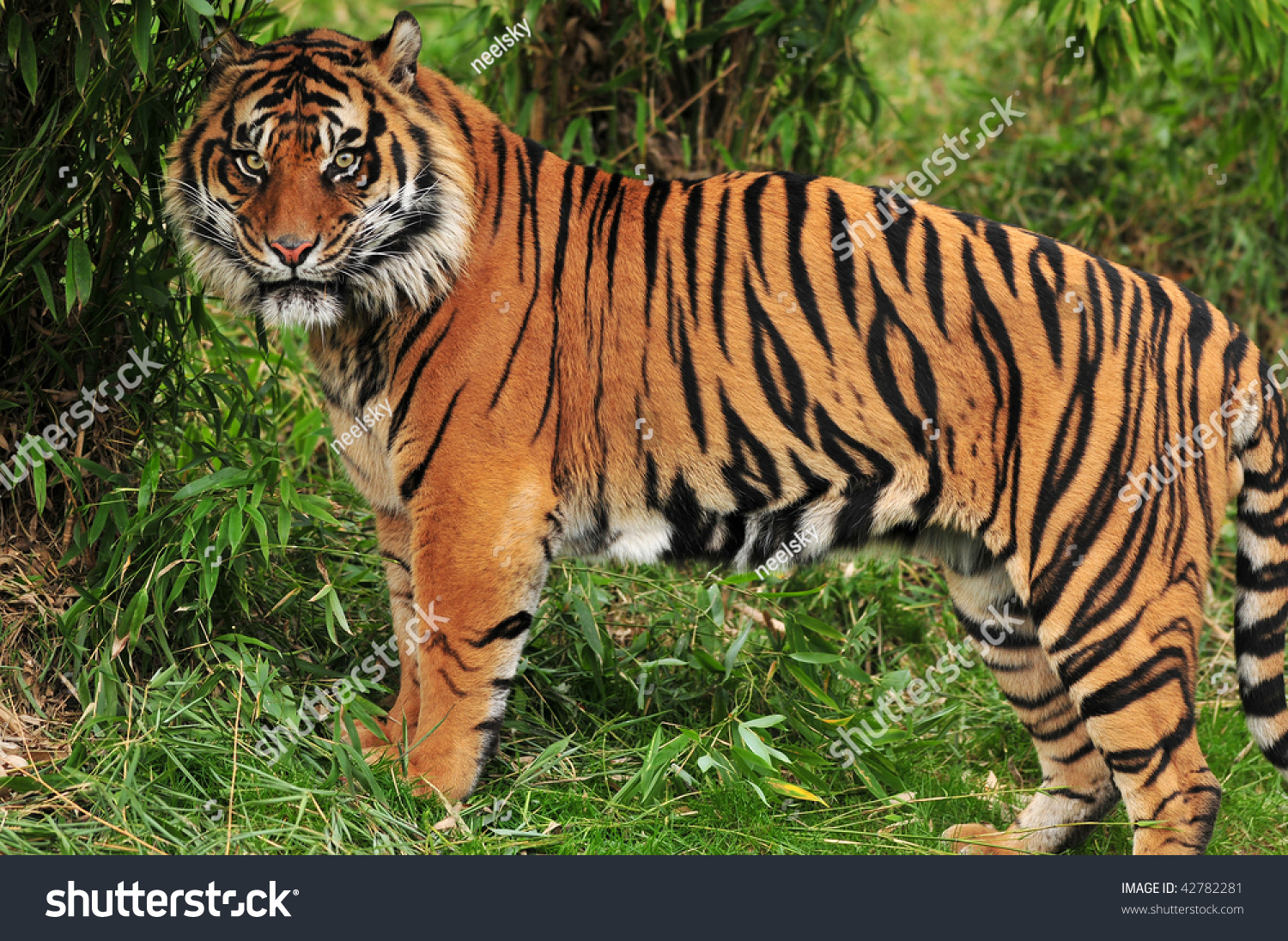 Adult Bengal Tiger Spotted Deep Bamboo Stock Photo 42782281 - Shutterstock