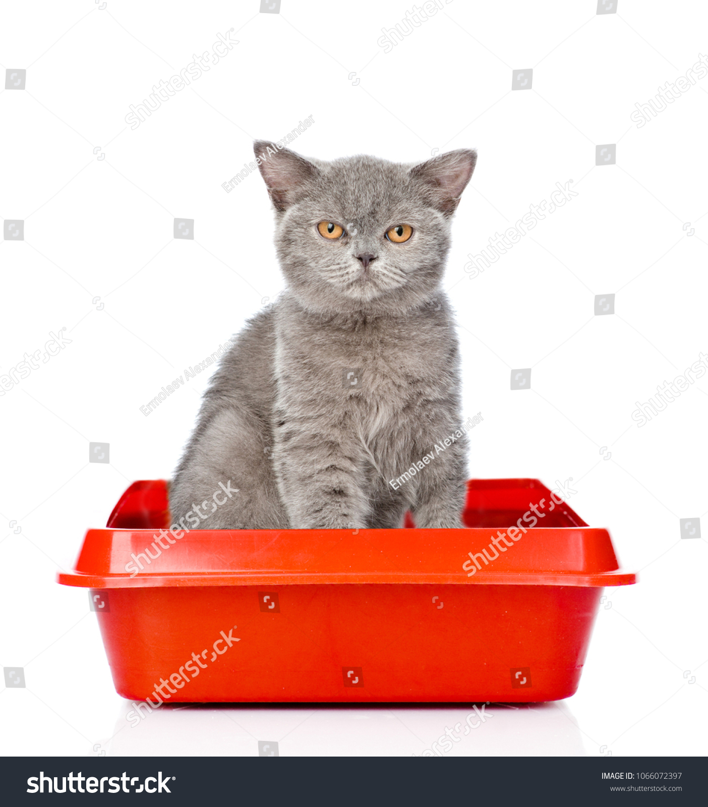 Adult Cat Sitting Litter Box Isolated Stock Photo Edit Now 1066072397