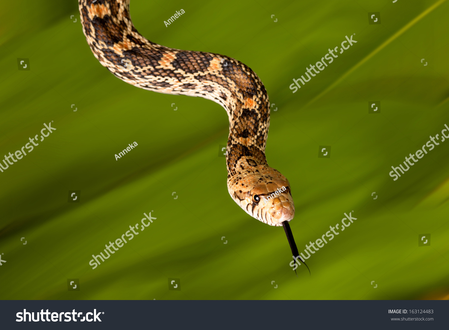 Adult Female Bullsnake Showing Long Tongue Stock Photo (Edit Now) 163124483