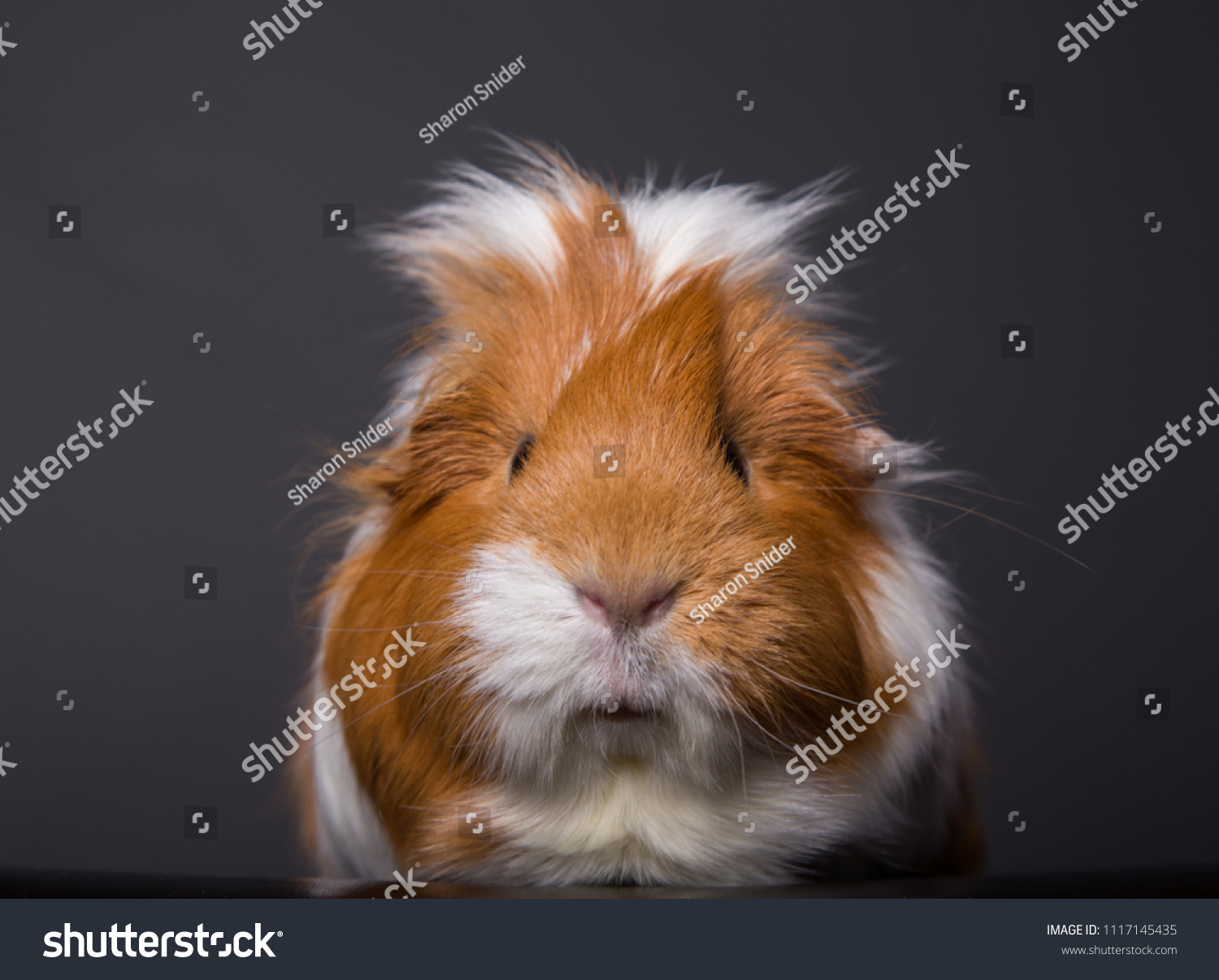 adult guinea pig