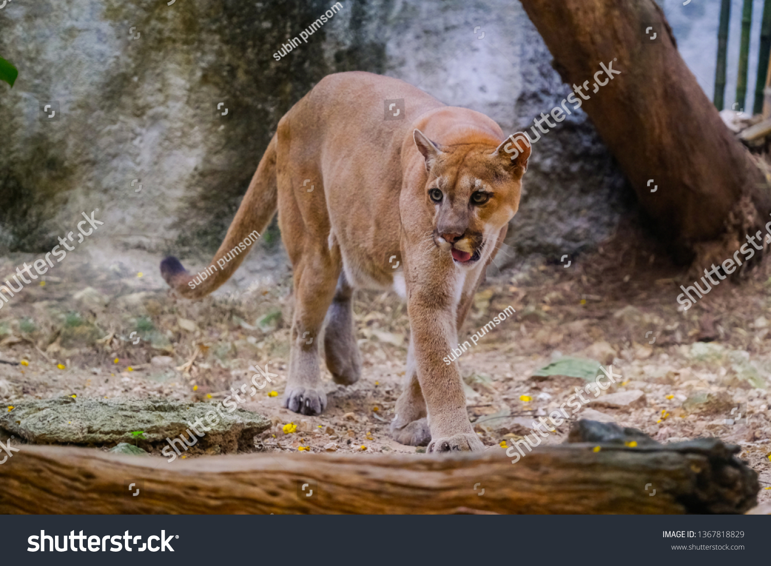 Adult Male Cougar Puma Concolor Stock Photo 1367818829 | Shutterstock