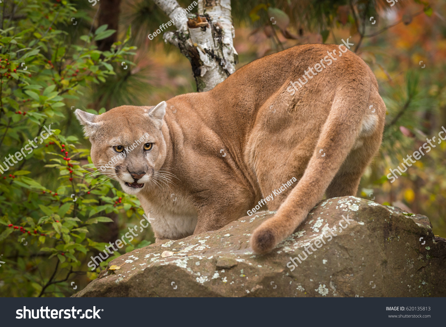 Adult Male Cougar Puma Concolor Snarls Stock Photo (Edit Now) 620135813