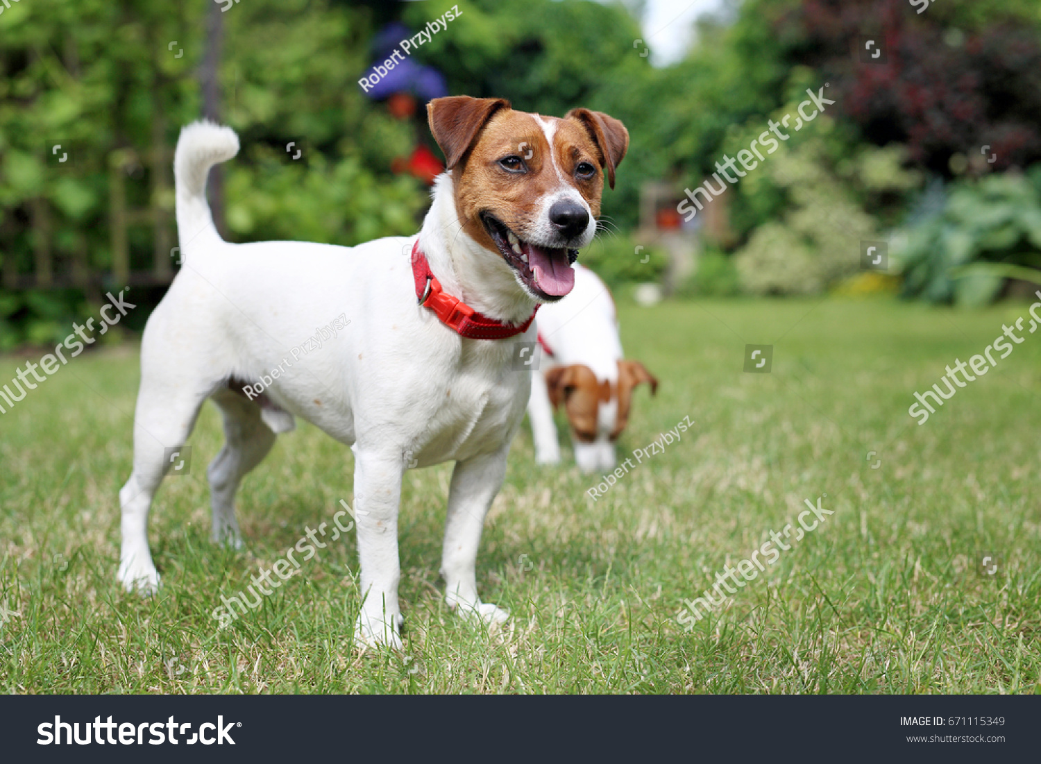 Adult Terrier Dog Stock Photo (Edit Now 