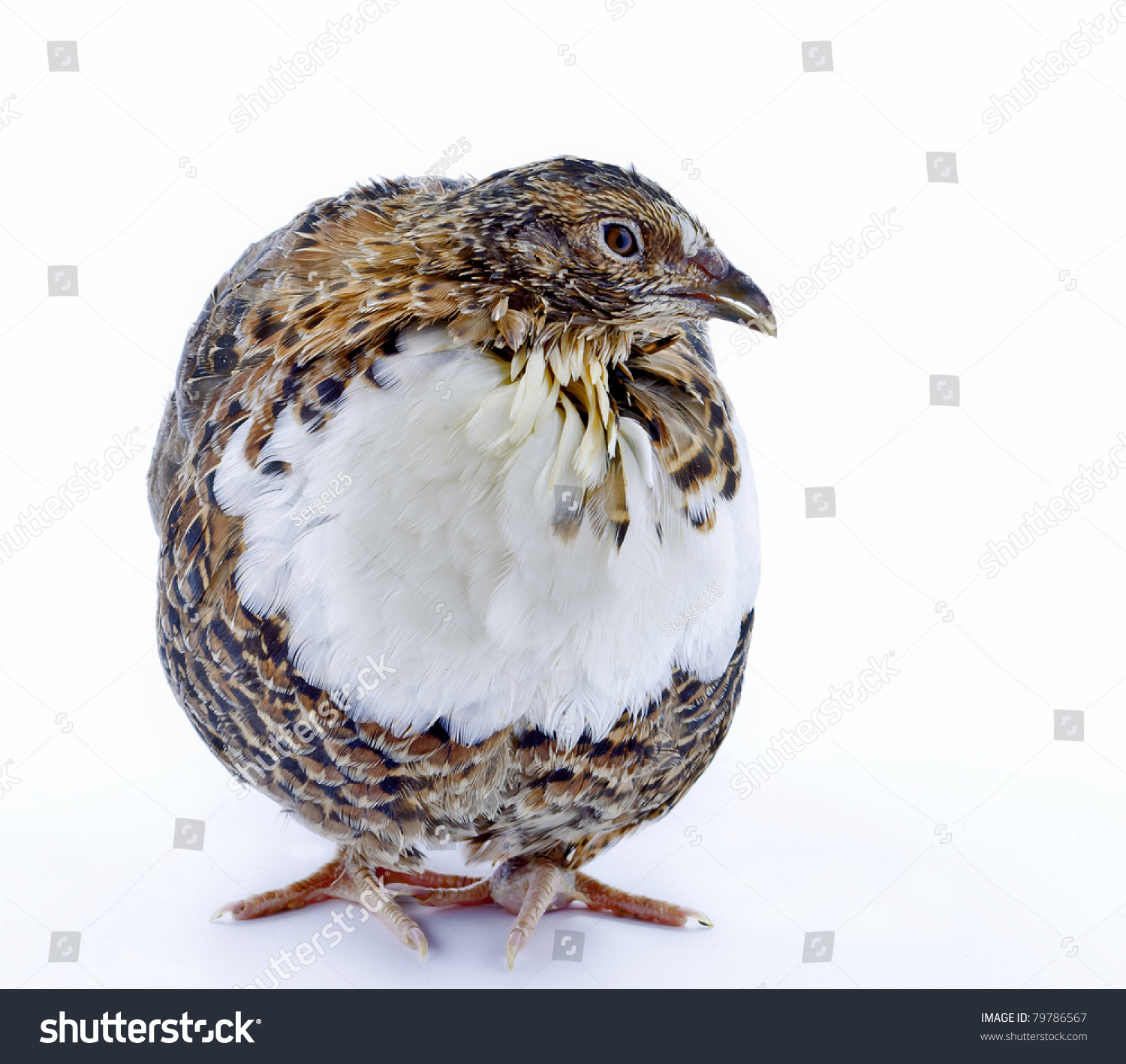 Adult Tuxedo Quail Isolated On White Stock Photo 79786567 | Shutterstock