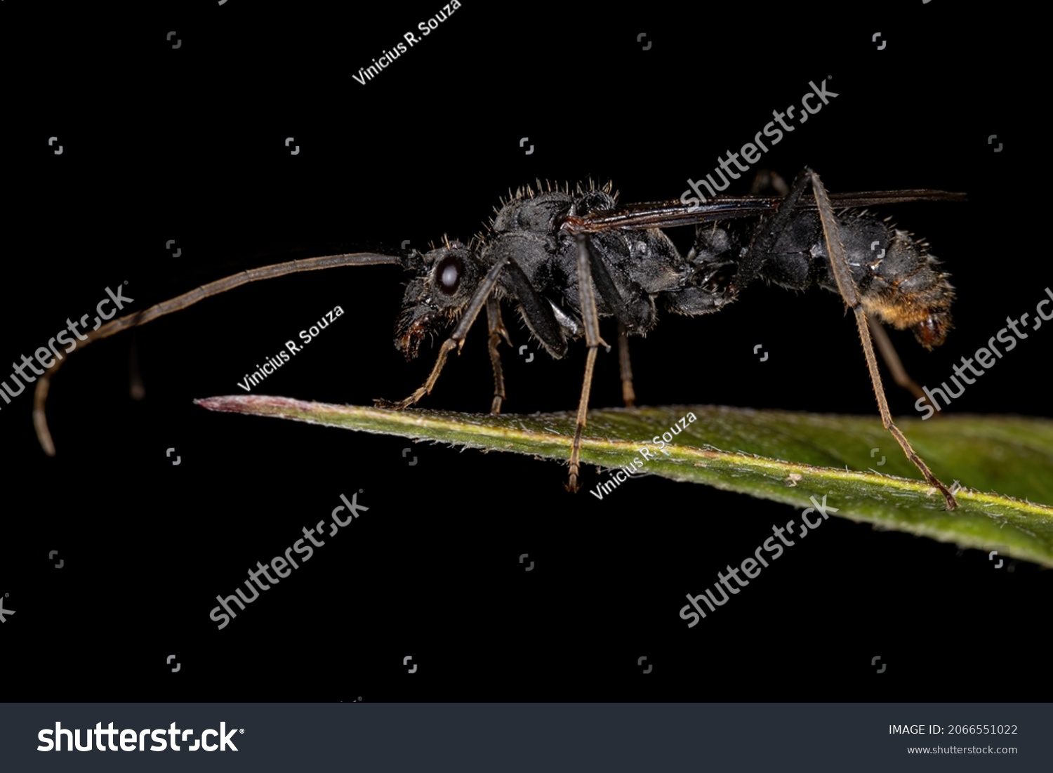 Adult Winged Male Ectatommine Ant of the Genus Ectatomma Stock Photo ...