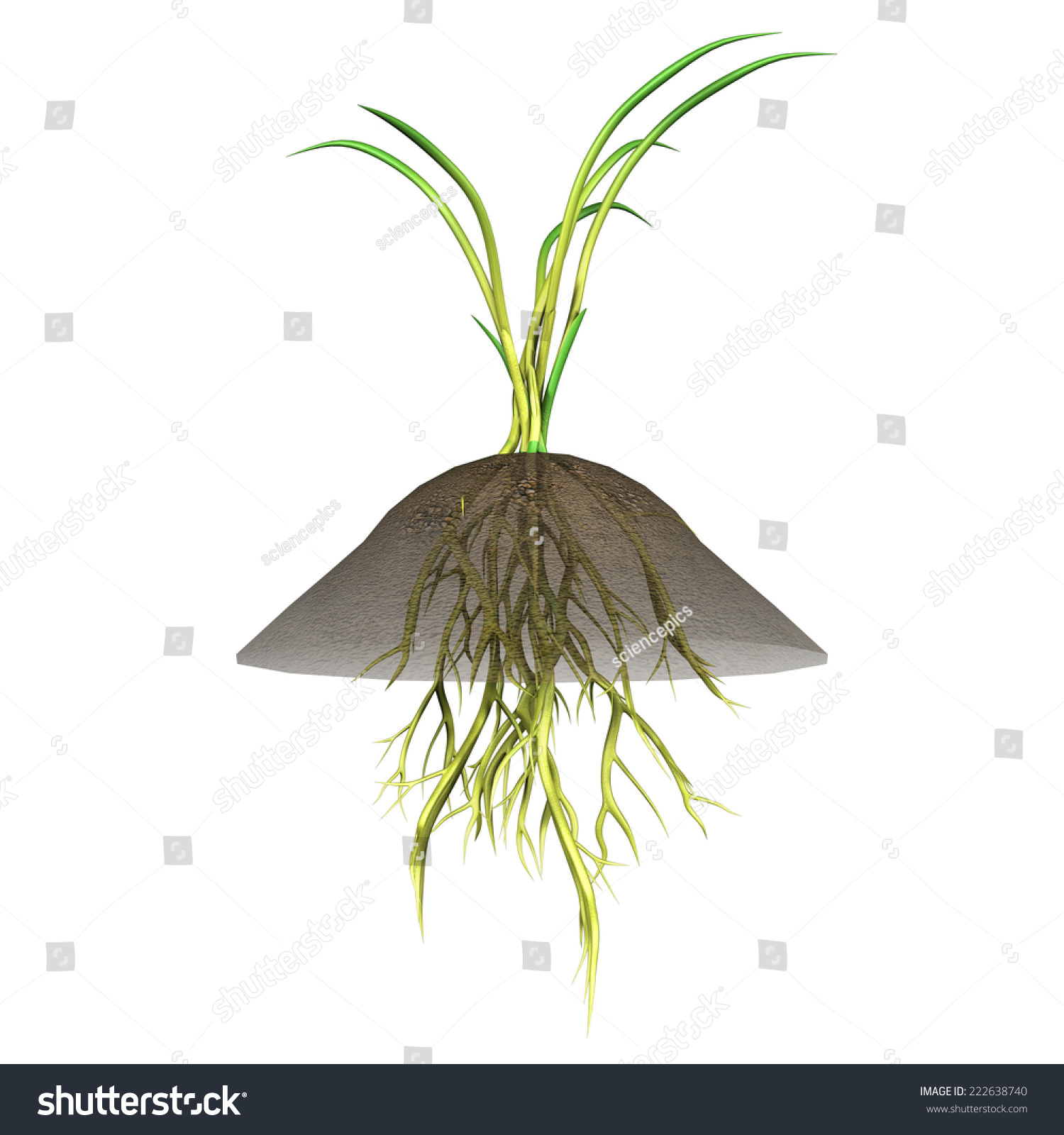 Adventitious Roots Stock Illustration