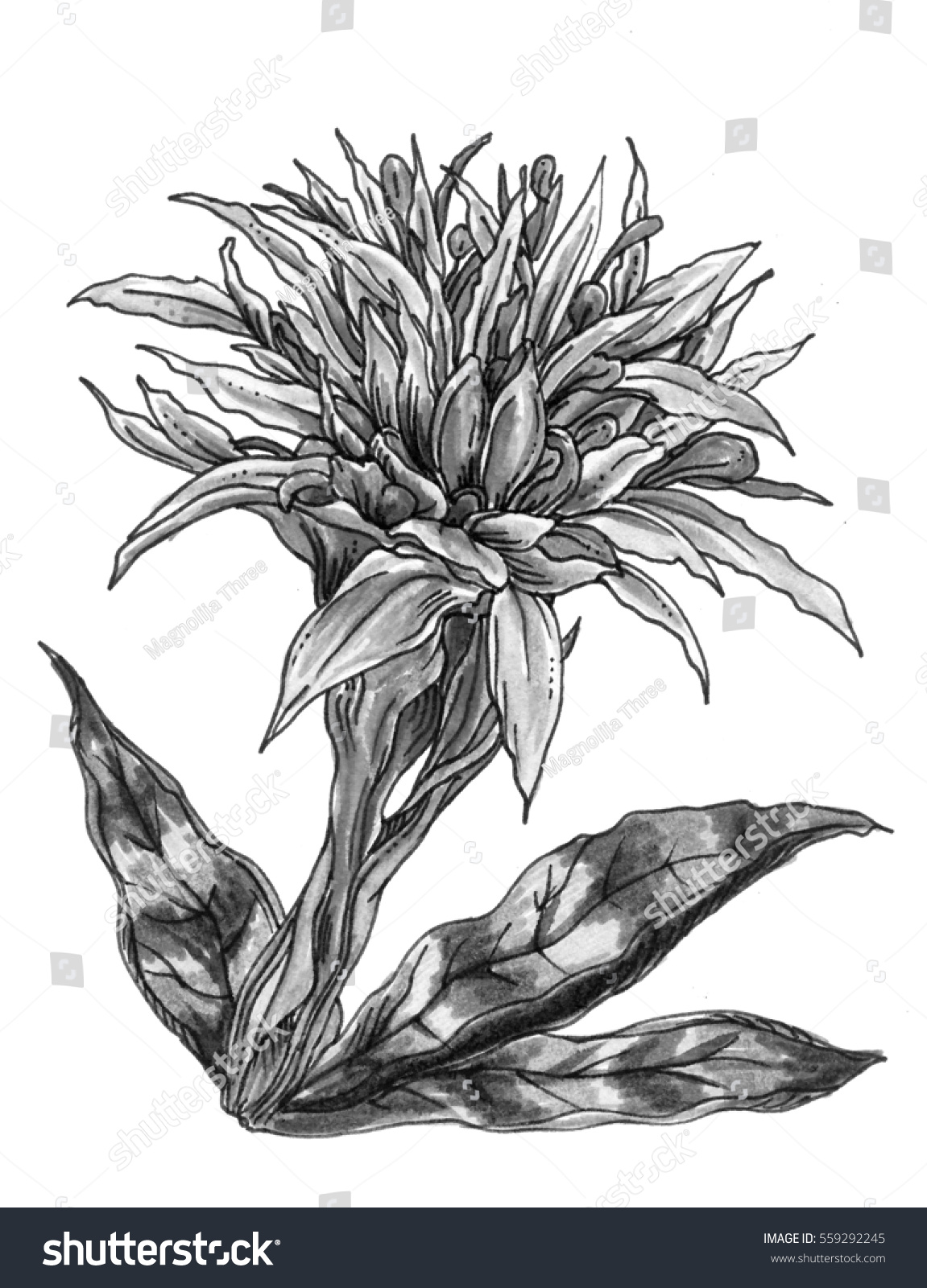 Aechmea Fasciata Bromeliad Exotic Tropical Flower Stock Illustration 559292245