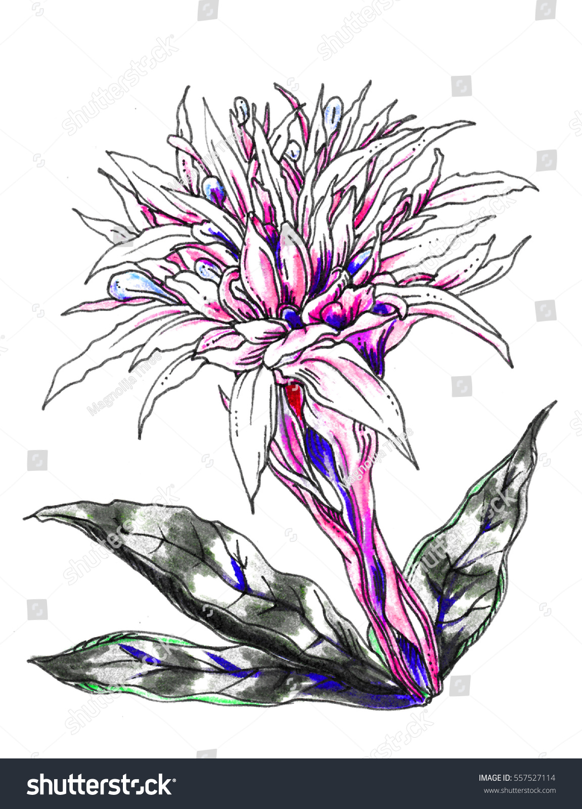 Aechmea Fasciata Bromeliad Flower Hand Drawn Stock Illustration 557527114