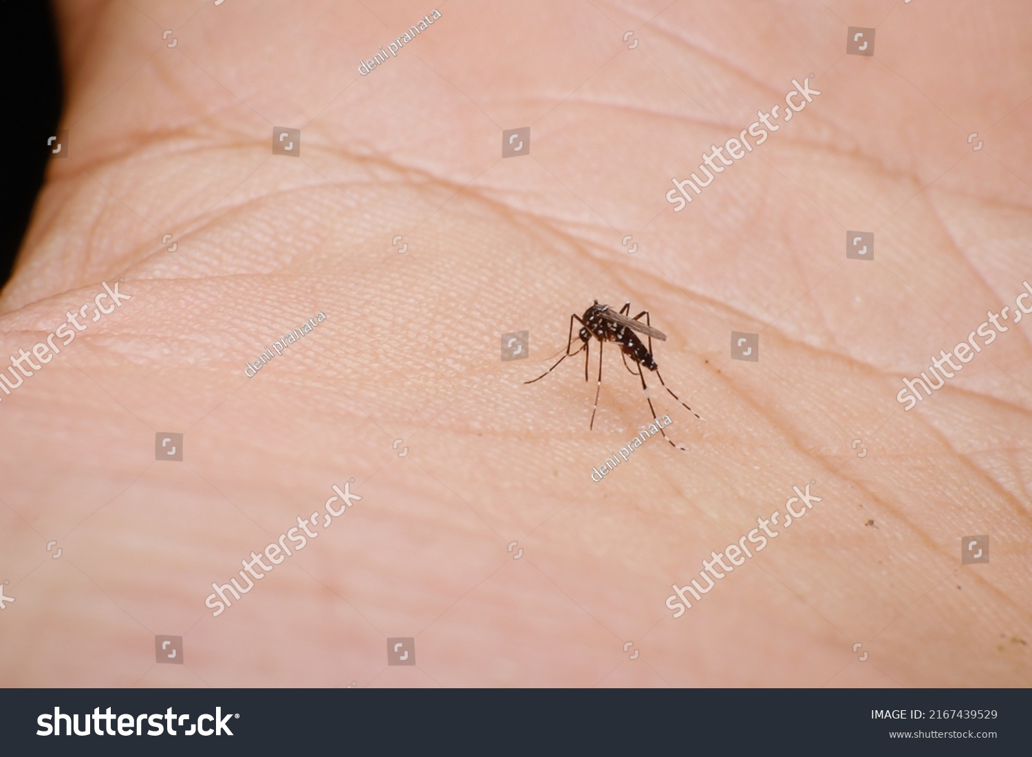Aedes Albopictus Known Asian Tiger Mosquito Stock Photo 2167439529