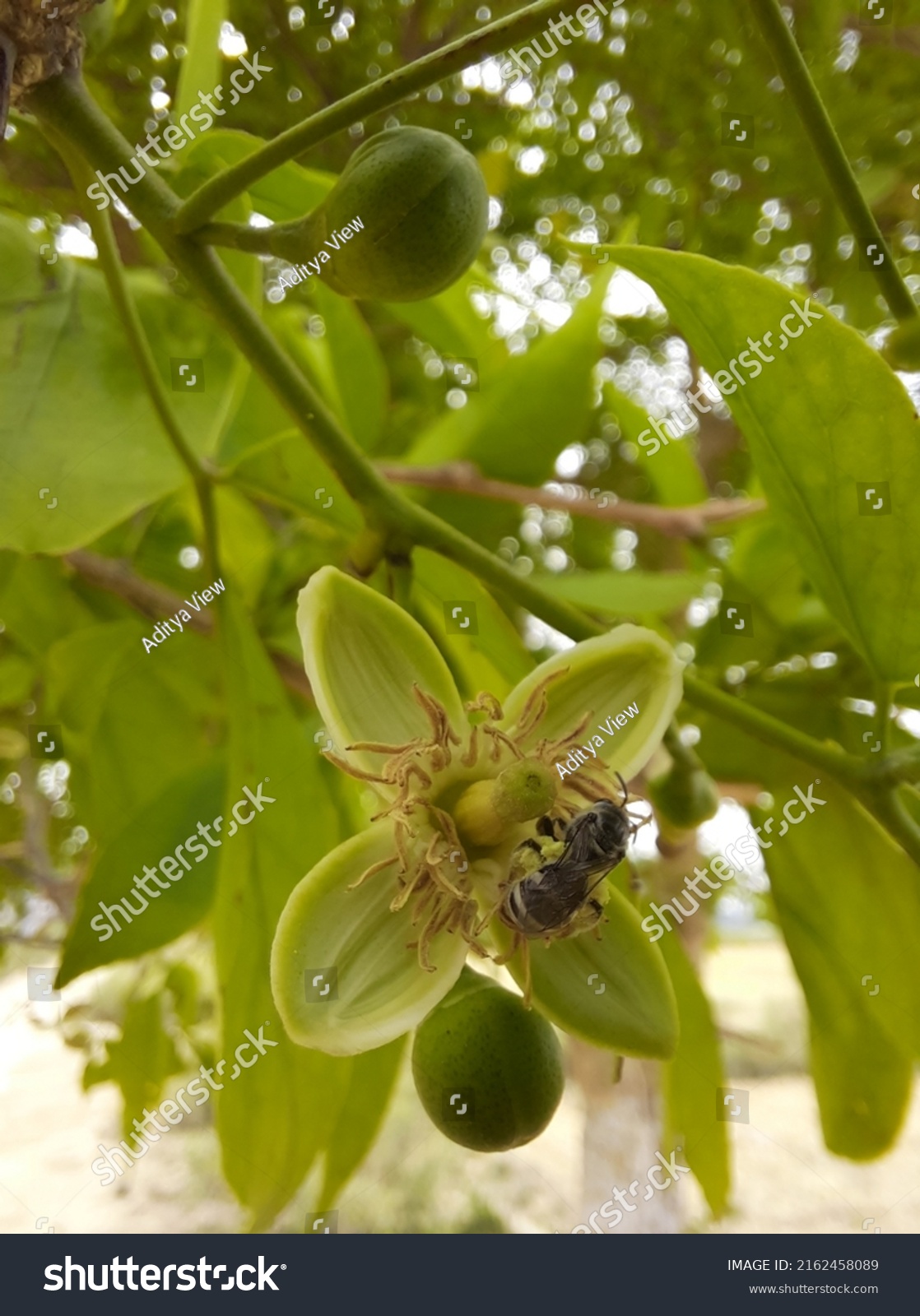 Aegle Marmelos Commonly Known Bael Bili Stock Photo 2162458089 ...