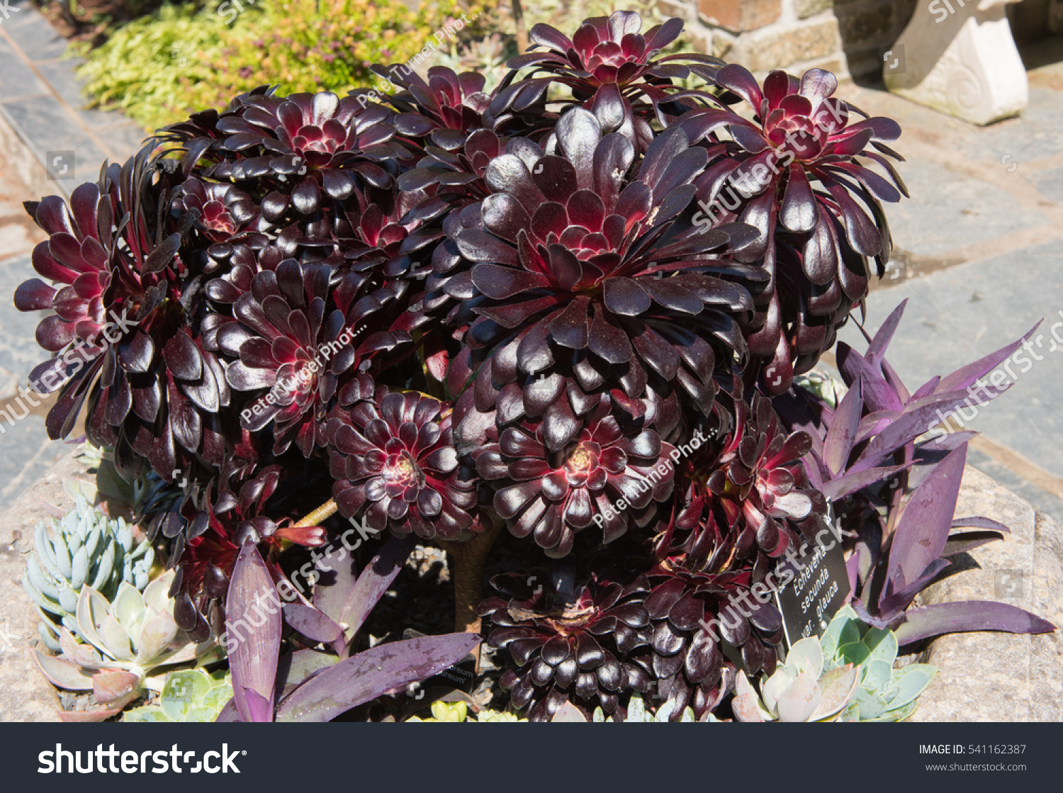 Aeonium Arboreum Atropurpureum Dark Purple Houseleek Stock Photo Edit Now 541162387