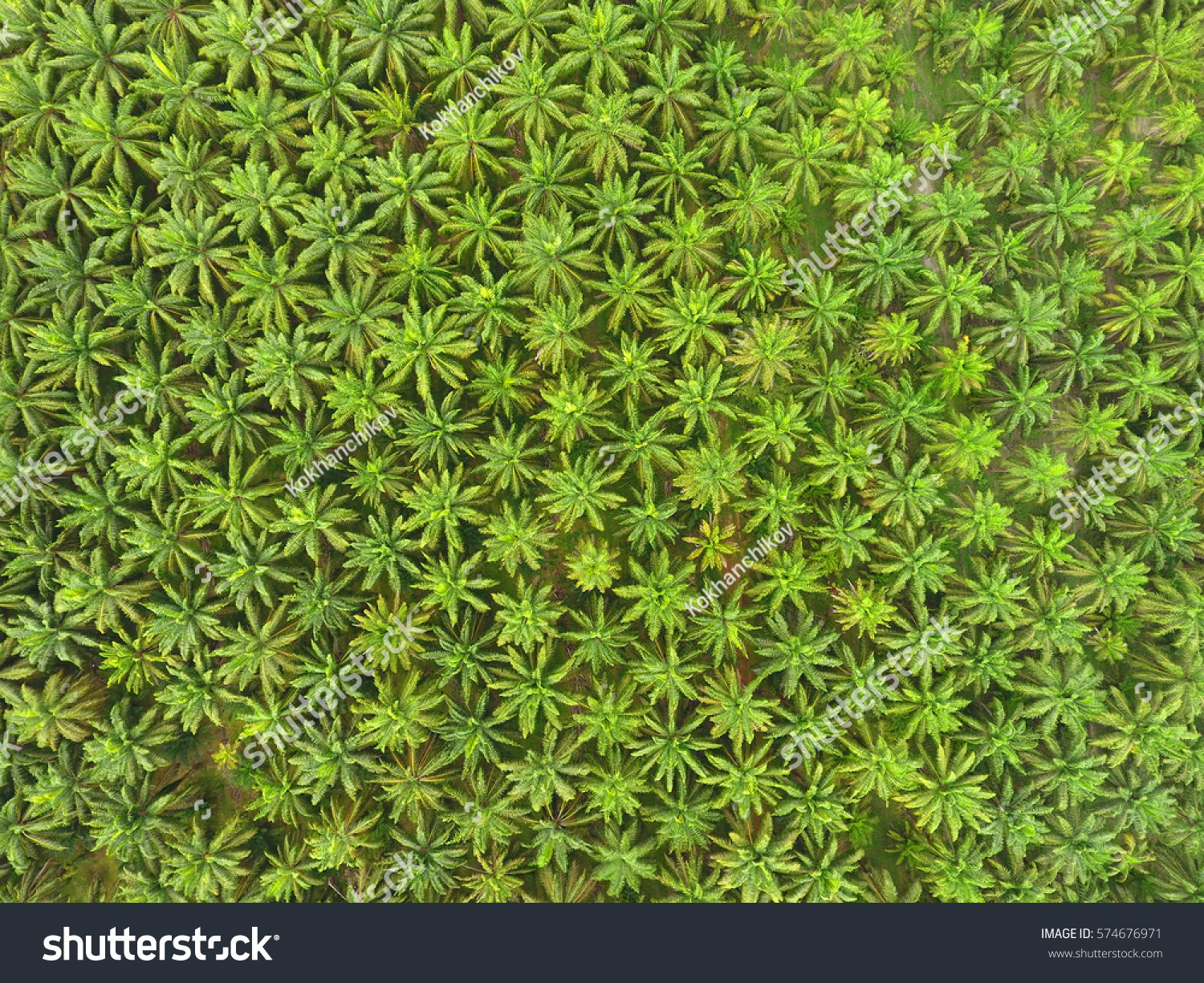  Tawny Brown Classic  Template Design Featuring Aerial Top View on Plantation