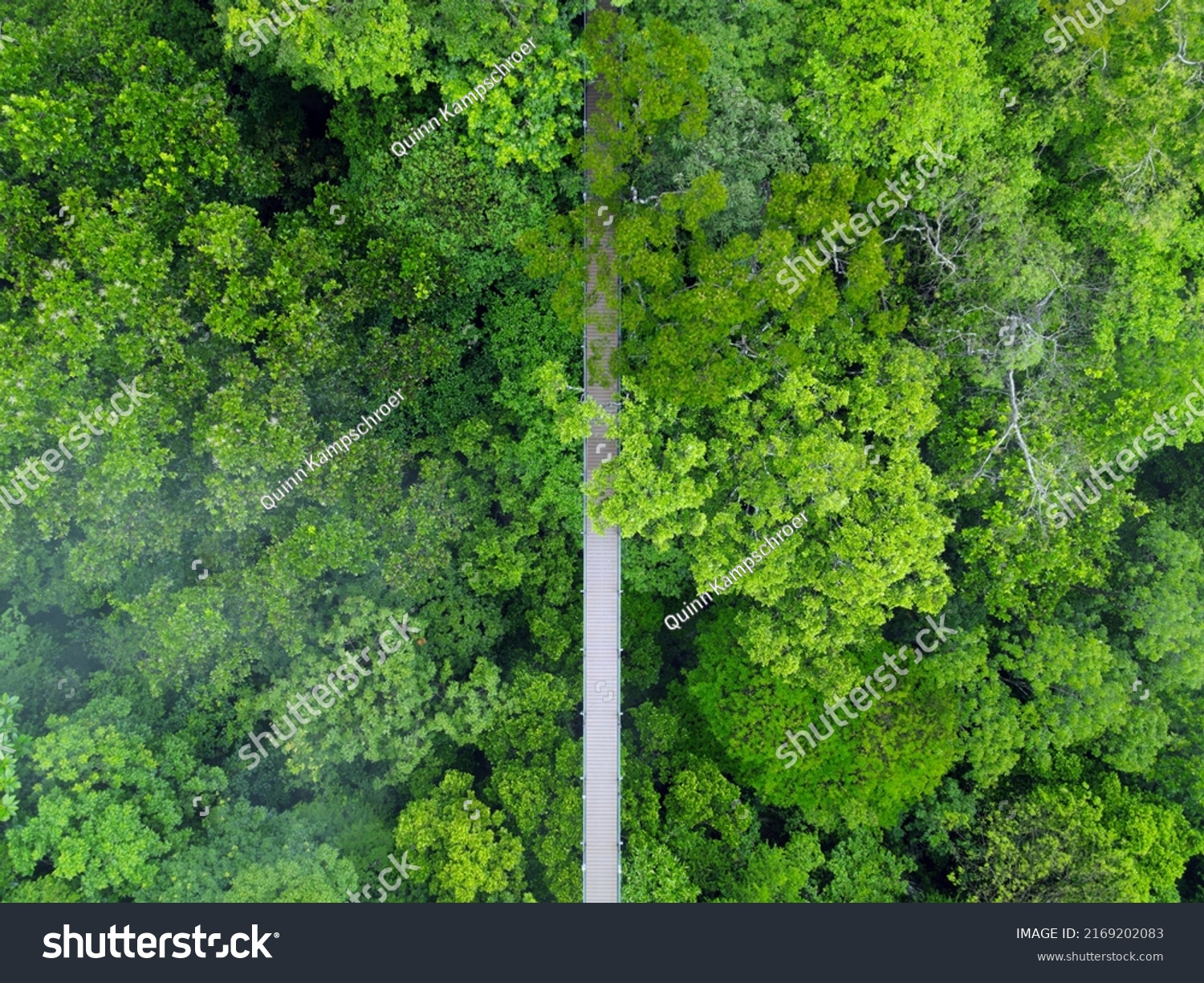 Aerial View Hanging Bridge Rainforest Canopy Stock Photo 2169202083