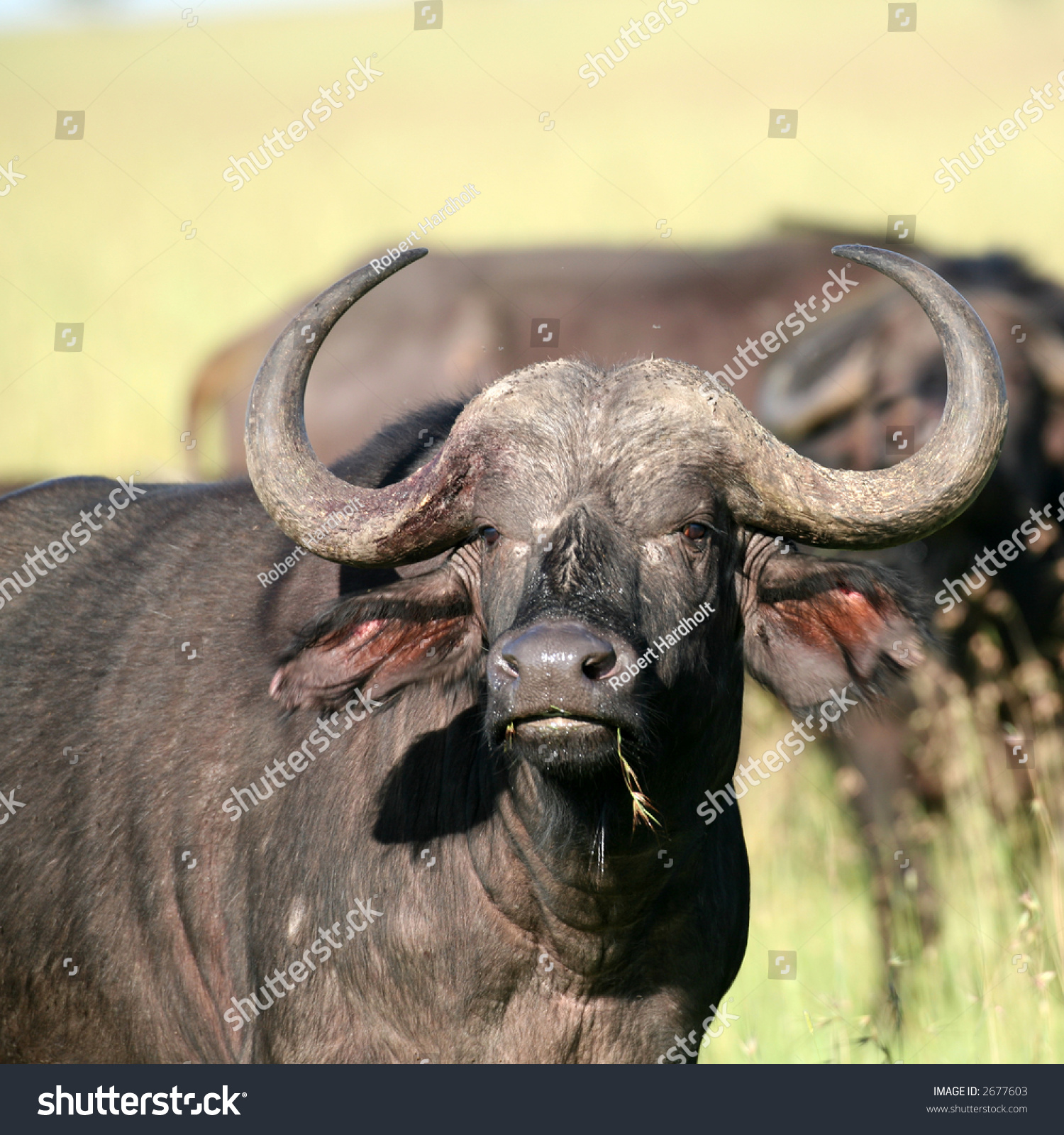 African Buffalo In Masai Mara Kenya Stock Photo 2677603 : Shutterstock