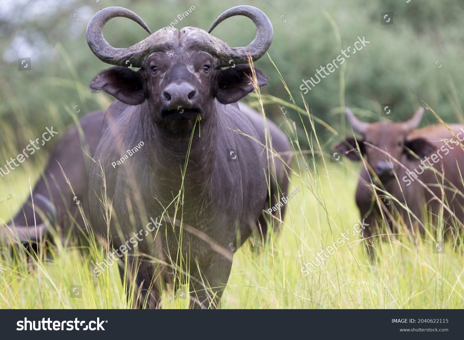 African Buffalo Cape Syncerus Stock-foto (rediger nu) 2040622115