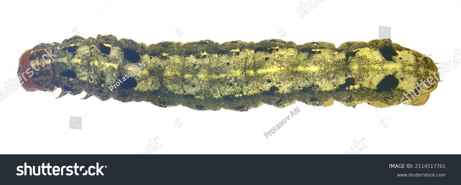 African Cotton Leafworm Egyptian Cotton Leafworm Stock Photo (Edit Now ...