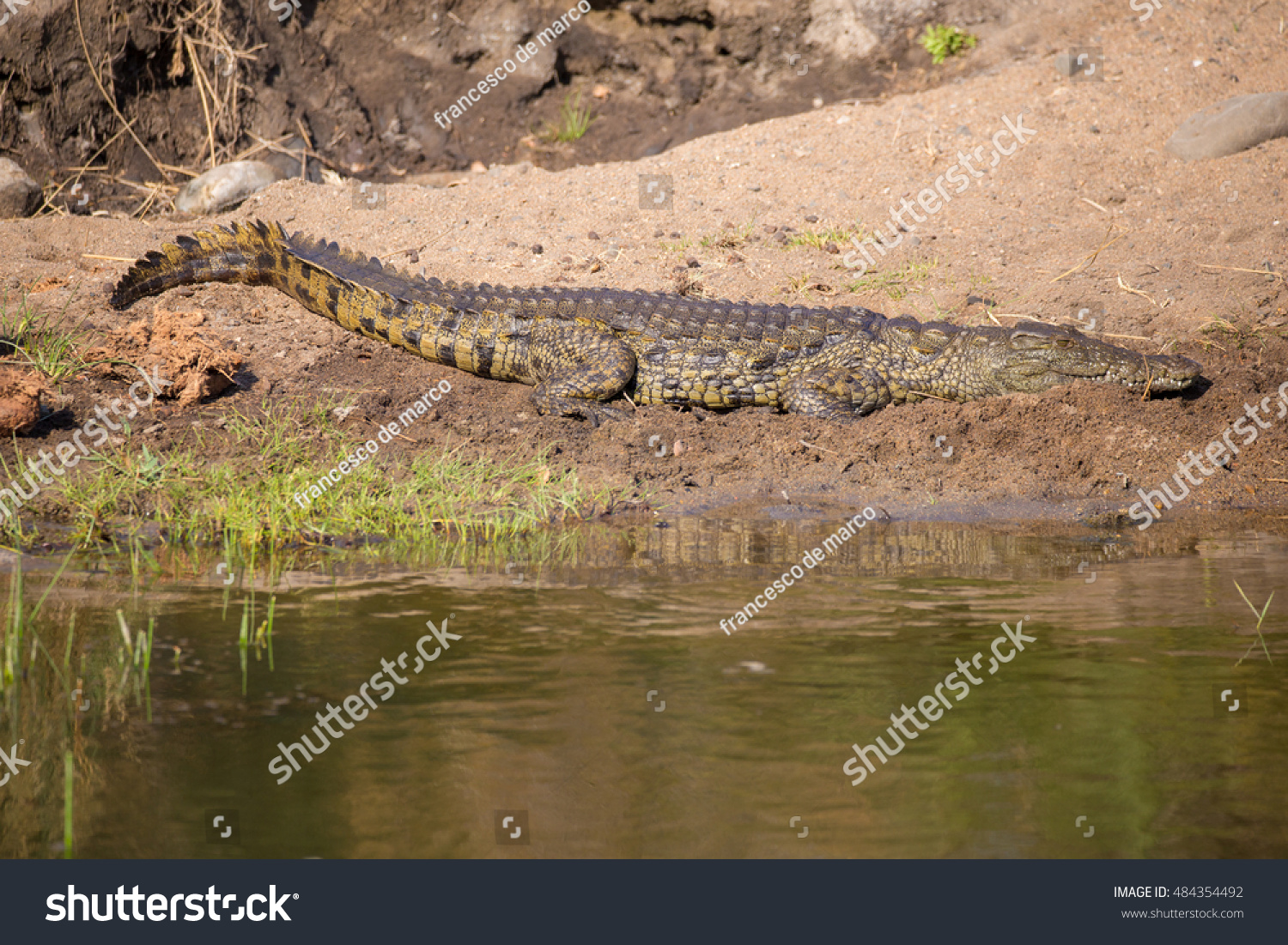 African Crocodile Largest Reptile Kruger National Stock Photo 484354492 