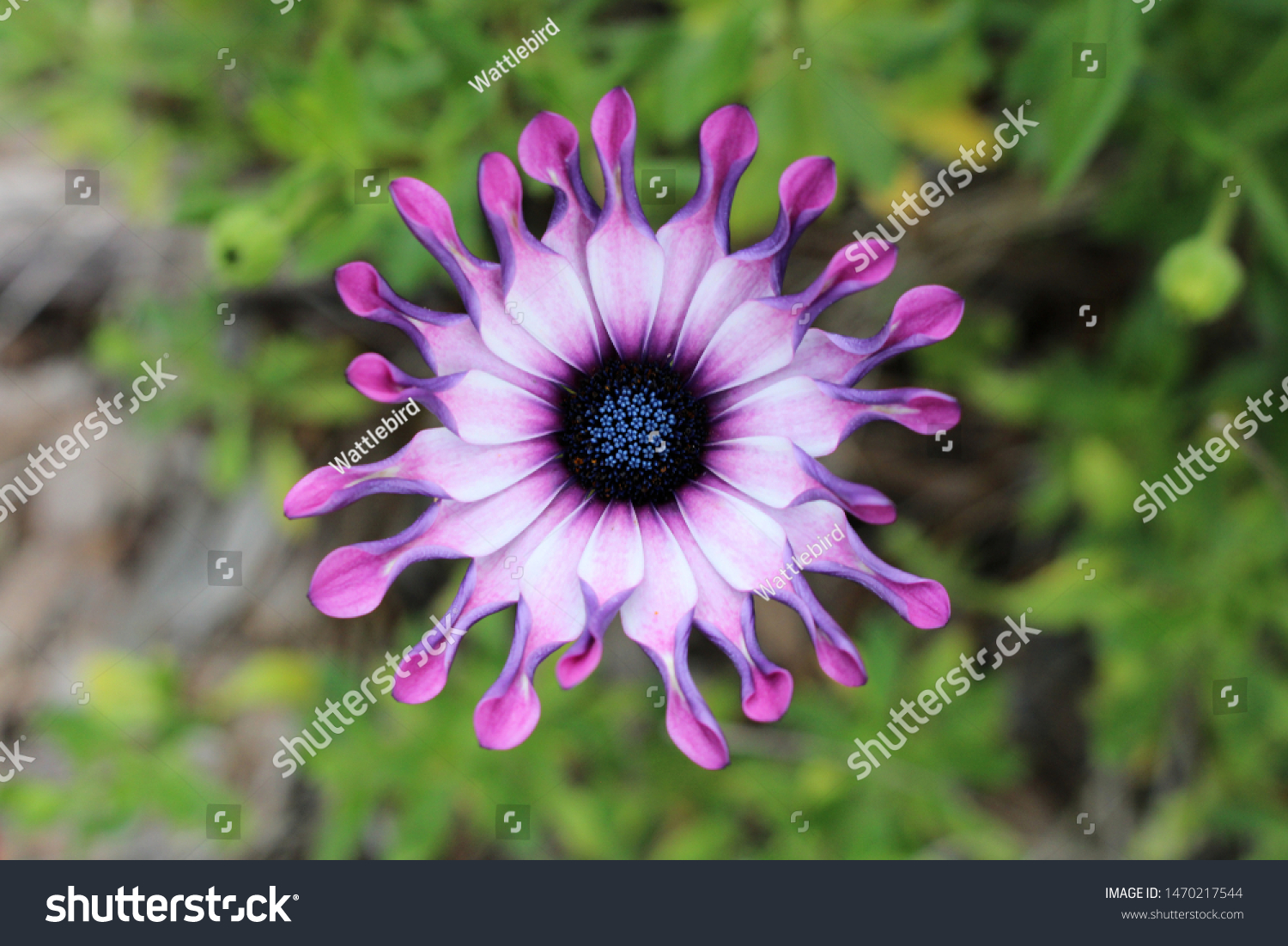 African Daisy Osteospermum Flower South Australia Stock Photo Edit Now 1470217544