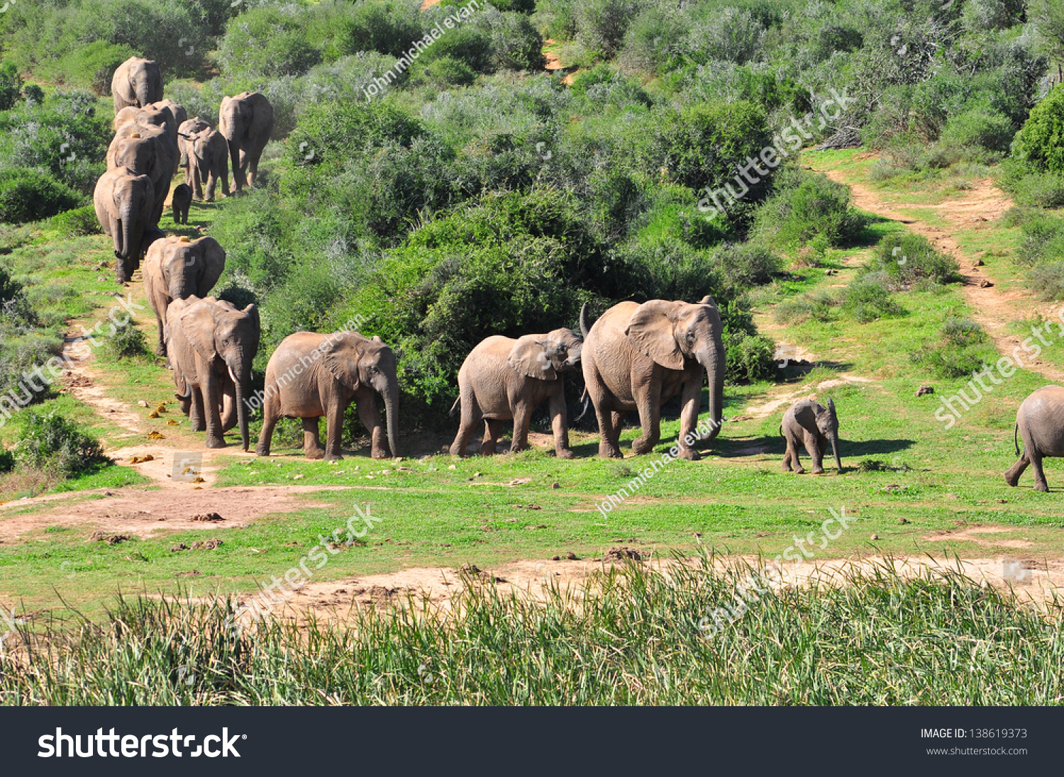 African Elephants Stock Photo 138619373 | Shutterstock