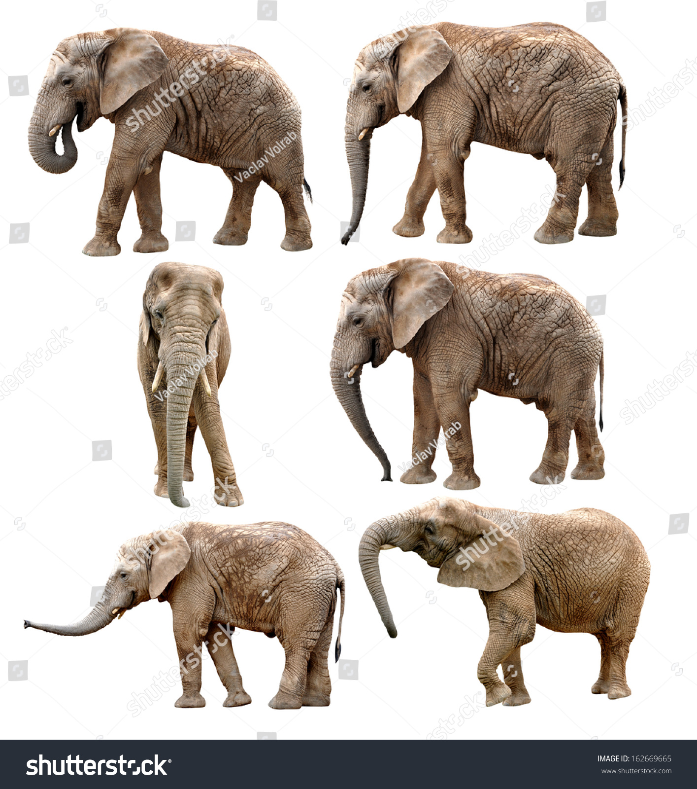 African Elephants Isolated On White Stock Photo 162669665 : Shutterstock