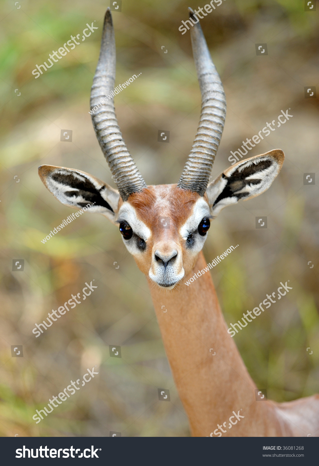 African Gerenuk Antelope Male Showing Antlers / Horns Looking At Camera ...