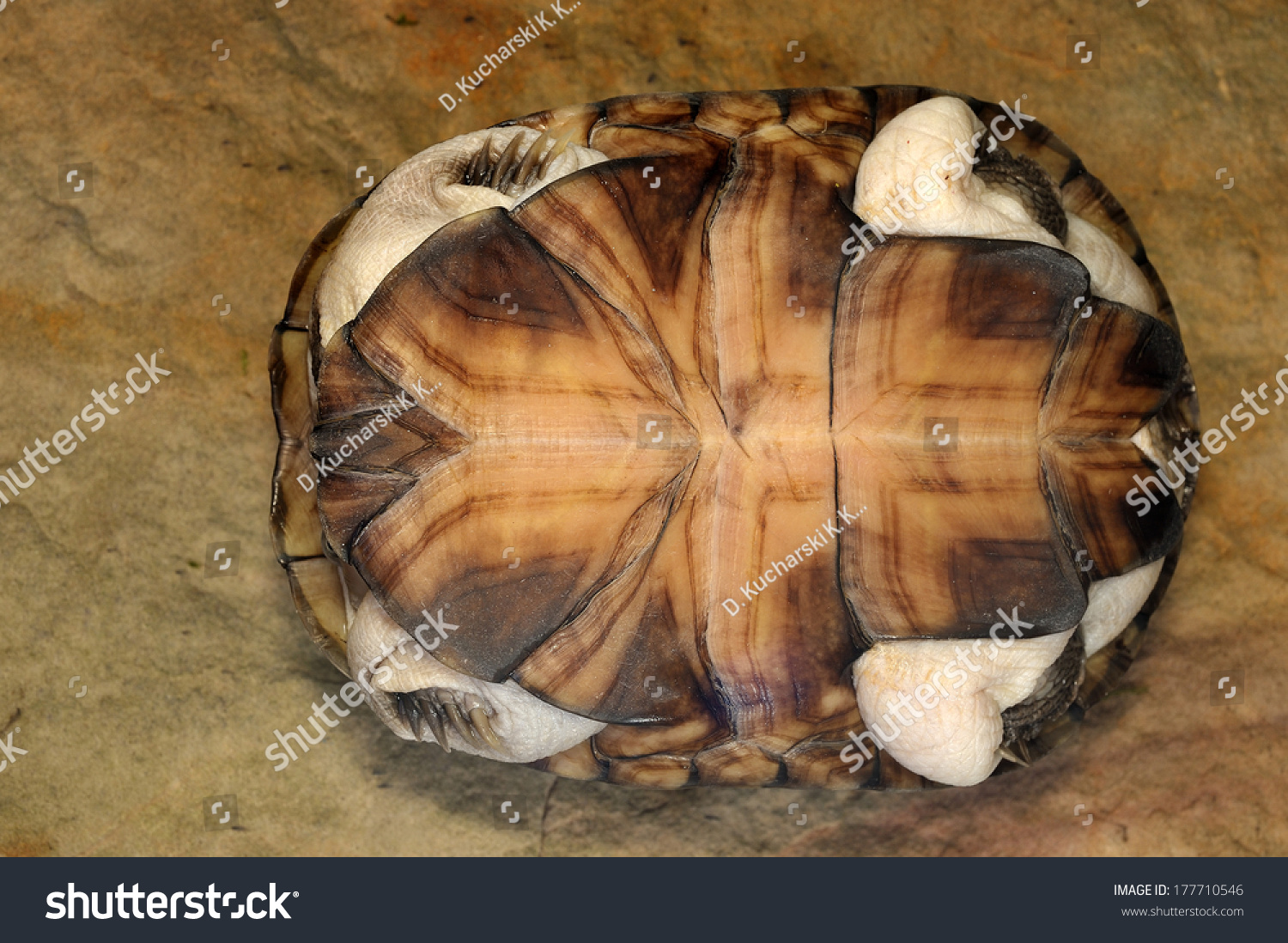 African Helmeted Turtle - Pelomedusa Subrufa Stock Photo 177710546 ...