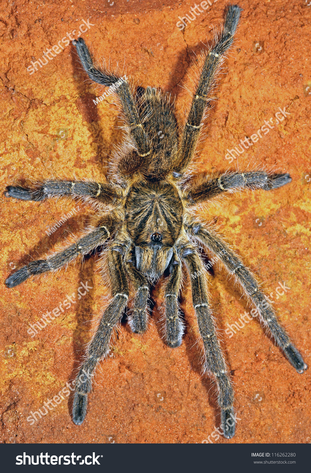 African Horned Baboon Spider (Ceratogyrus Sp.), Namibia, Southern ...