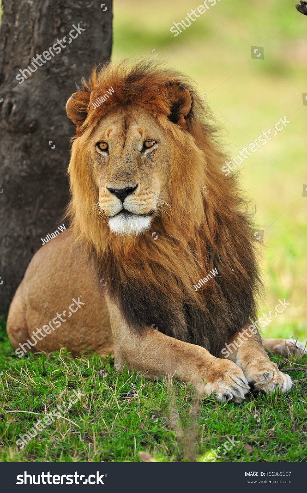 African Lion Stock Photo 156389657 Shutterstock African Lion Stock Photo 156389657 Shutterstock