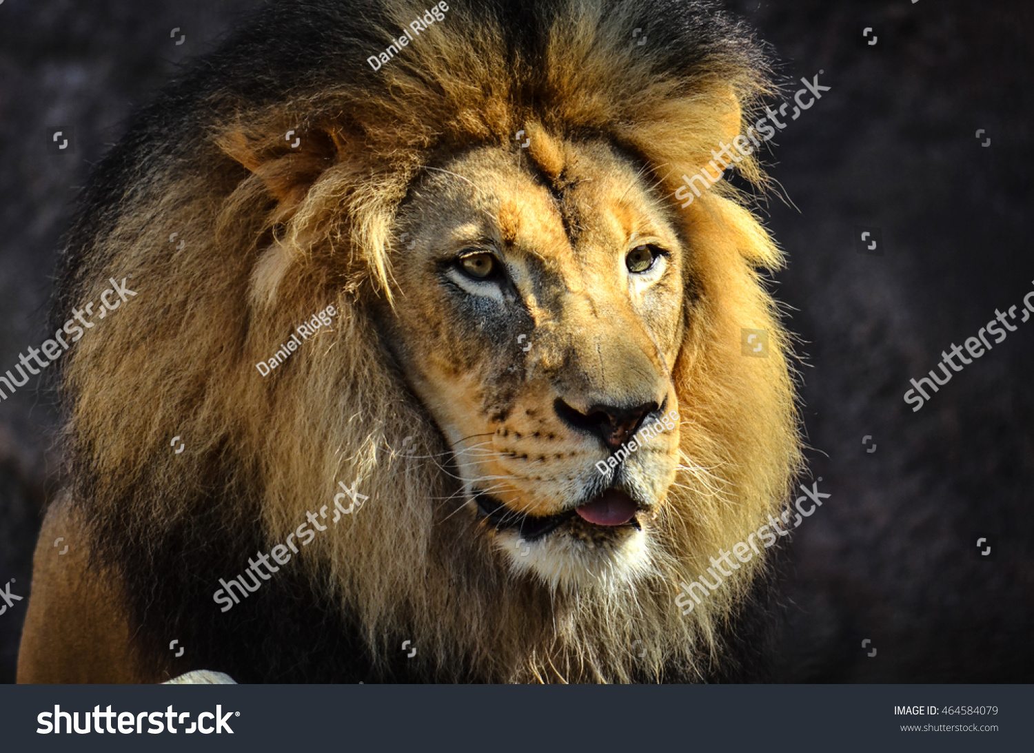 African Lion Stock Photo 464584079 Shutterstock African Lion Stock Photo 464584079 Shutterstock