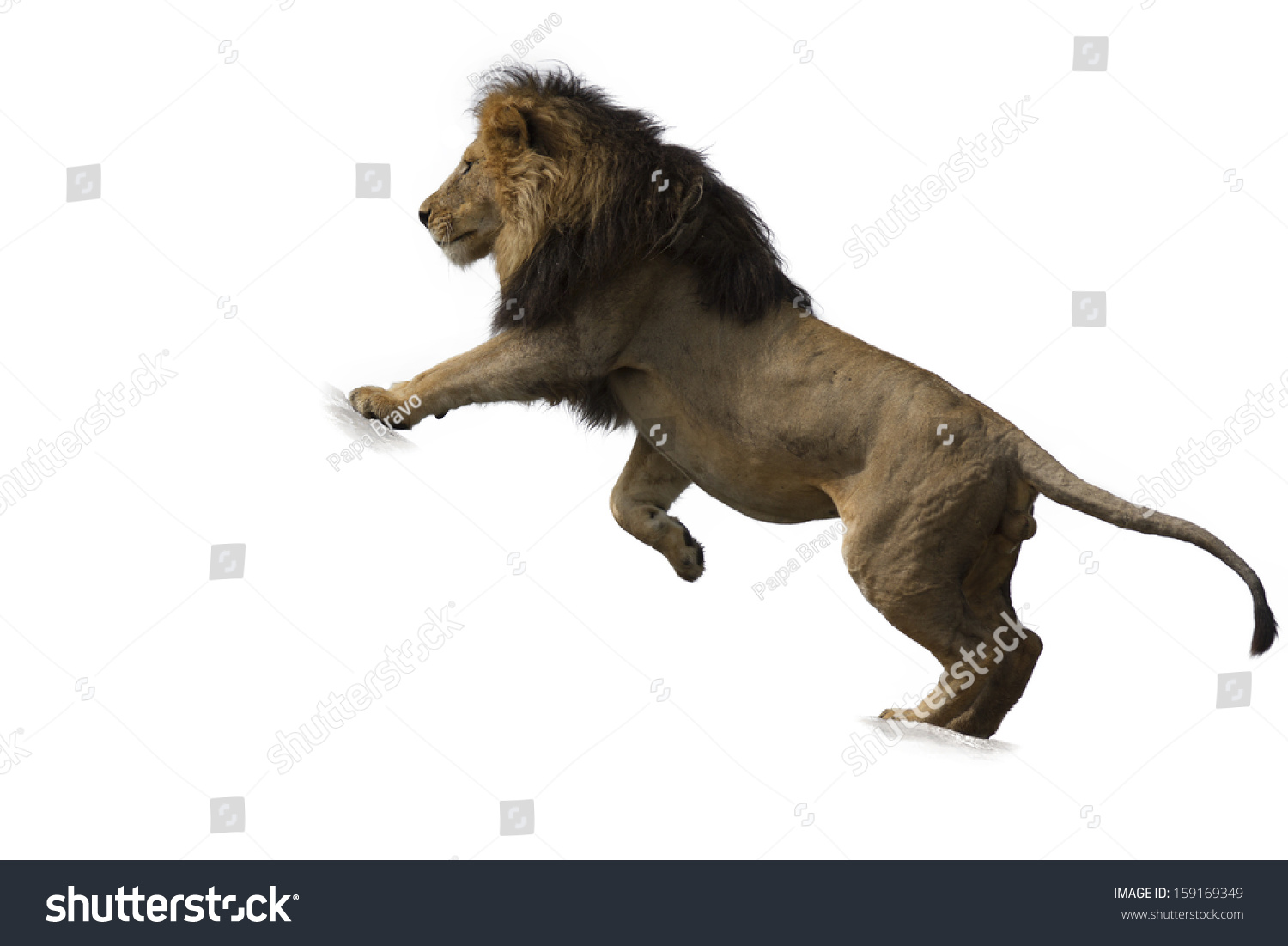 African Lion Against White Background Stock Photo (Edit ...