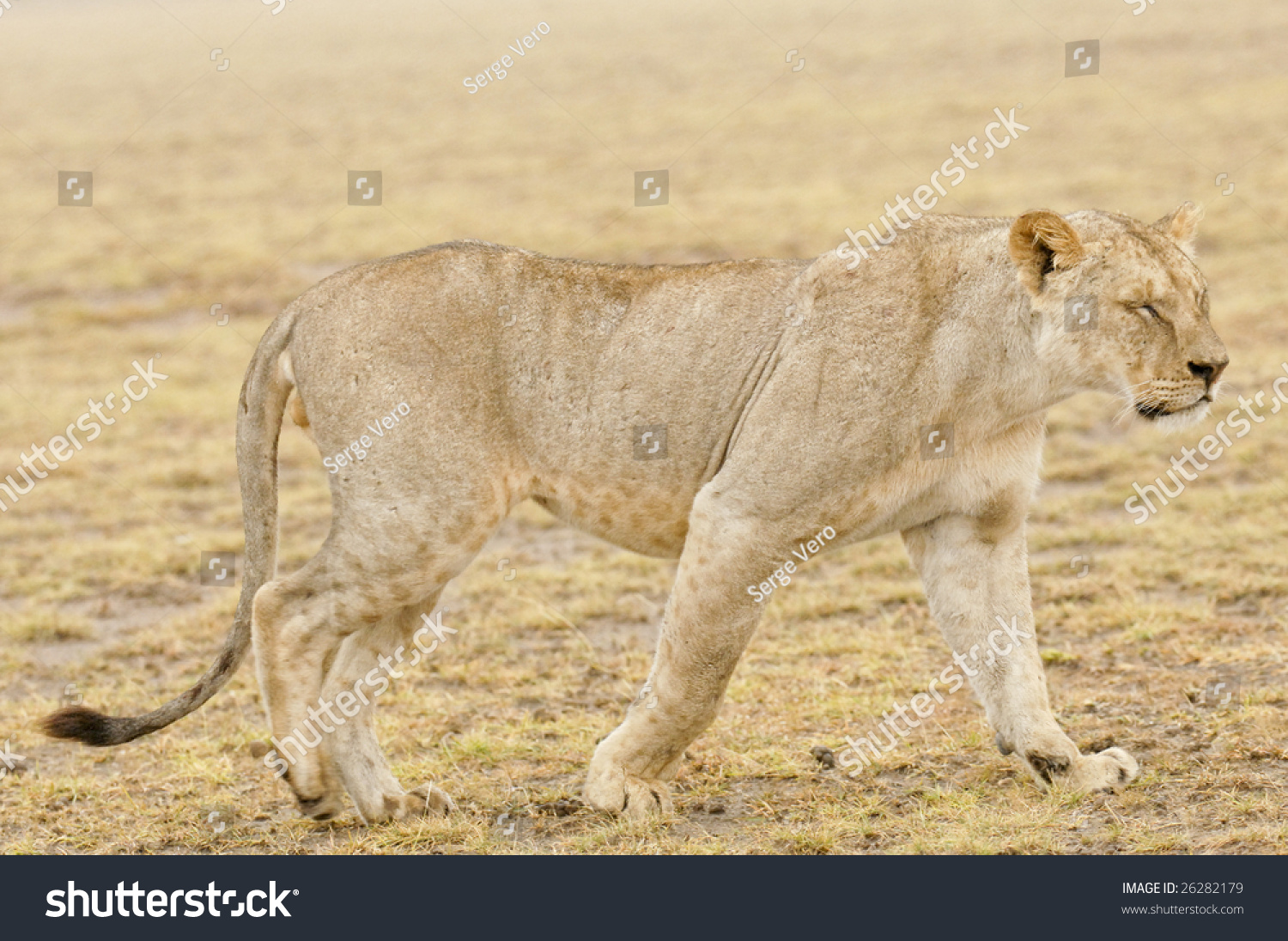 African Lioness Walking Through Savannah After Rain Stock Photo ...