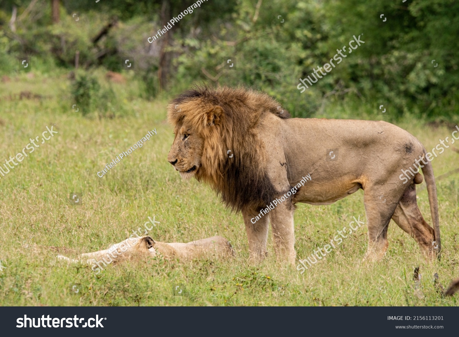 African Lions On Mating Display Stock Photo 2156113201 | Shutterstock