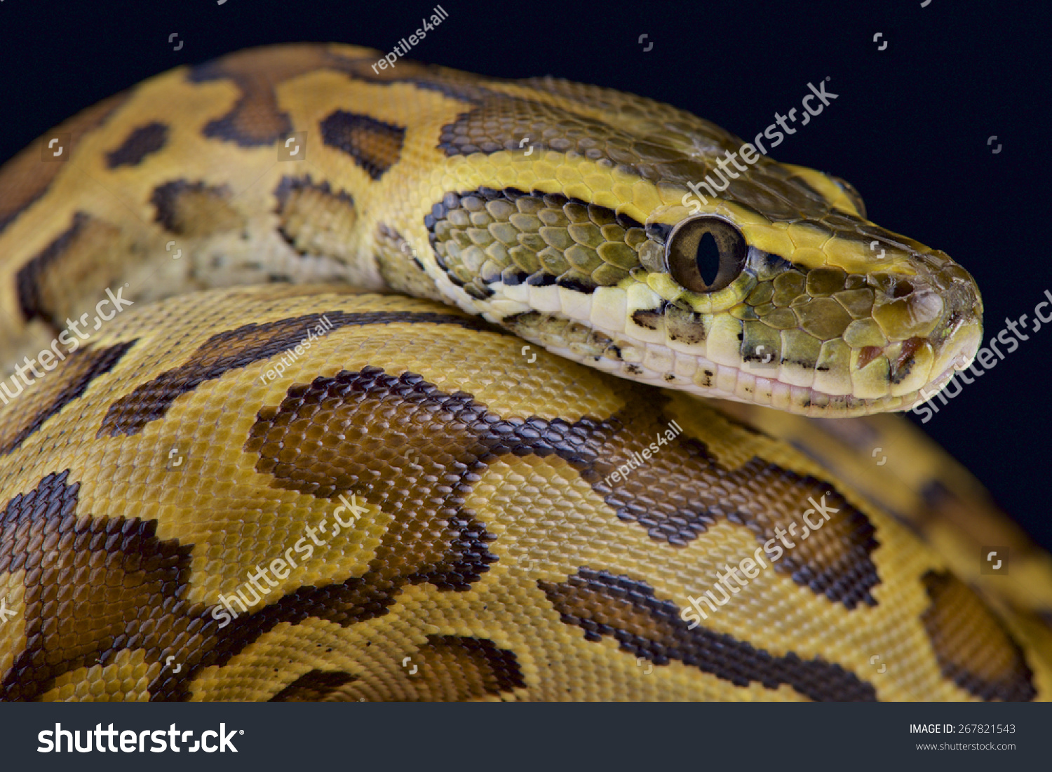 African Rock Python Python Sebae Stock Photo 267821543 Shutterstock   Stock Photo African Rock Python Python Sebae 267821543 