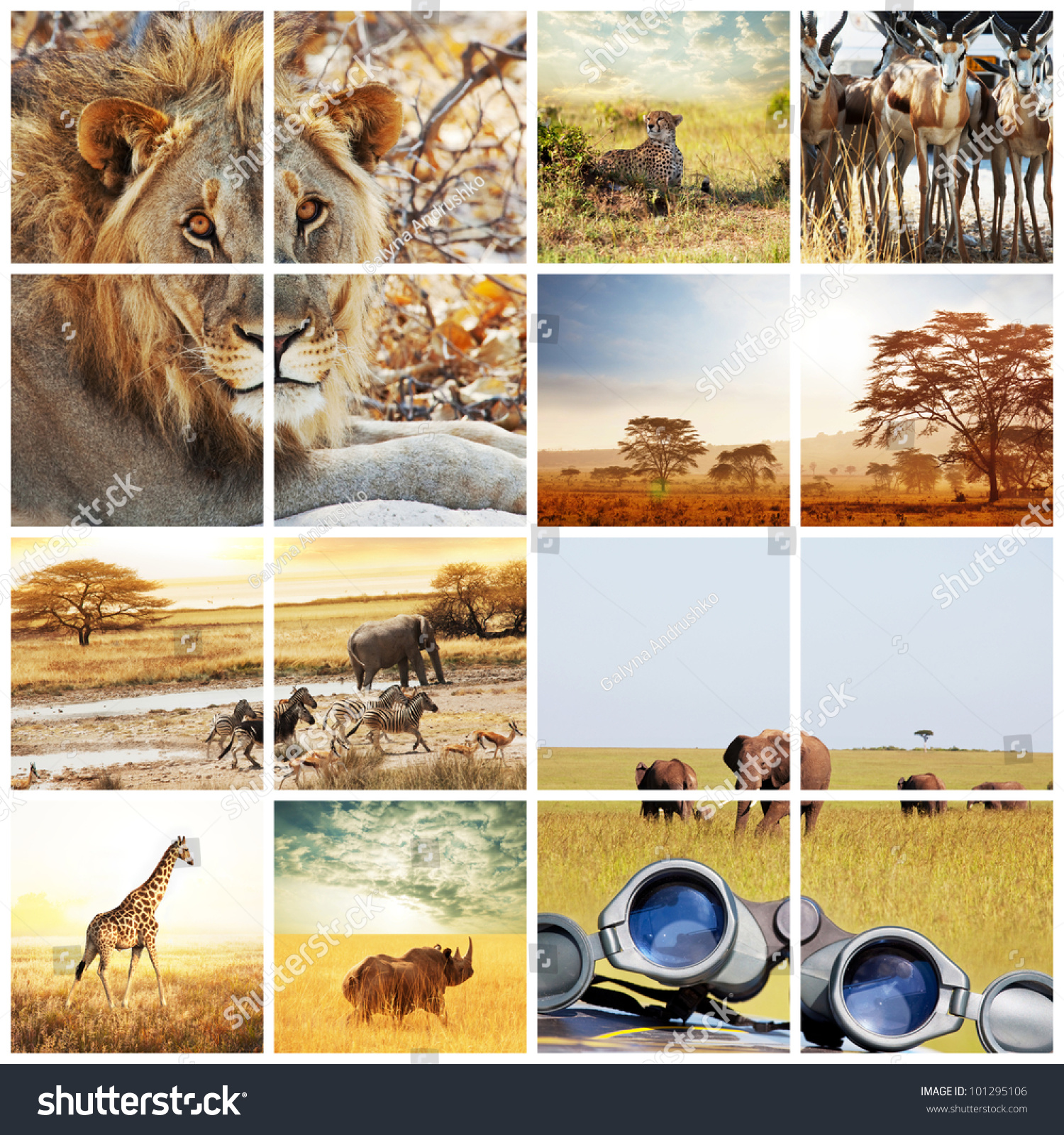 photo collage safari