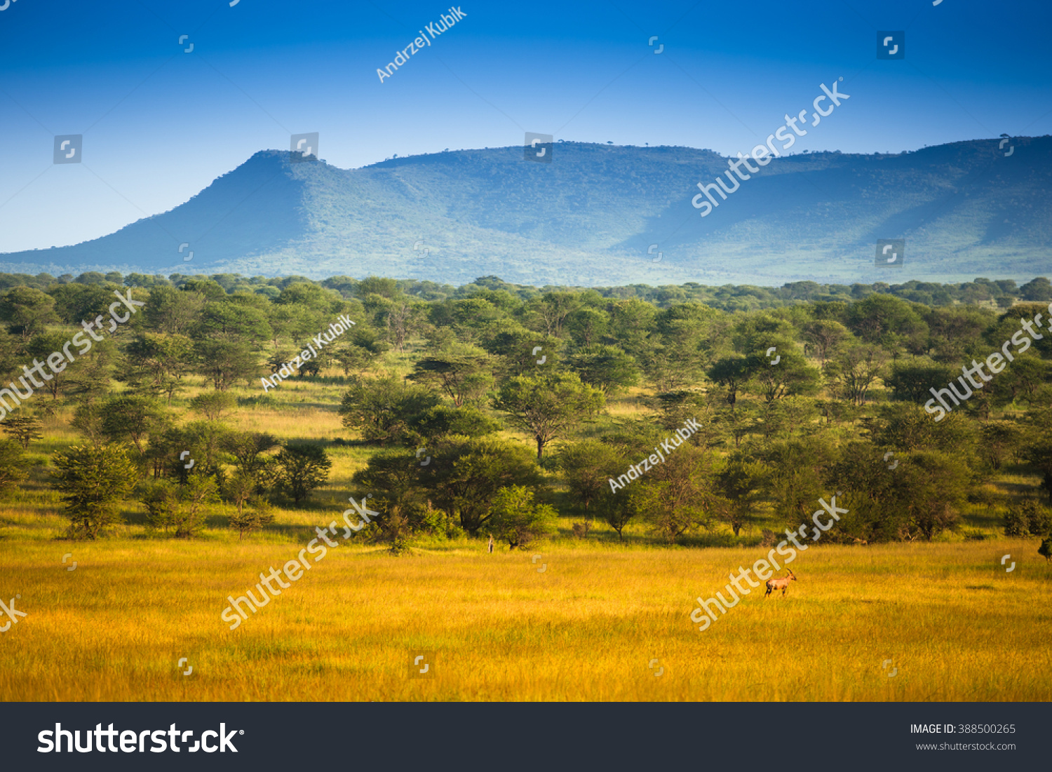 African Savannah Landscape Stock Photo 388500265 | Shutterstock