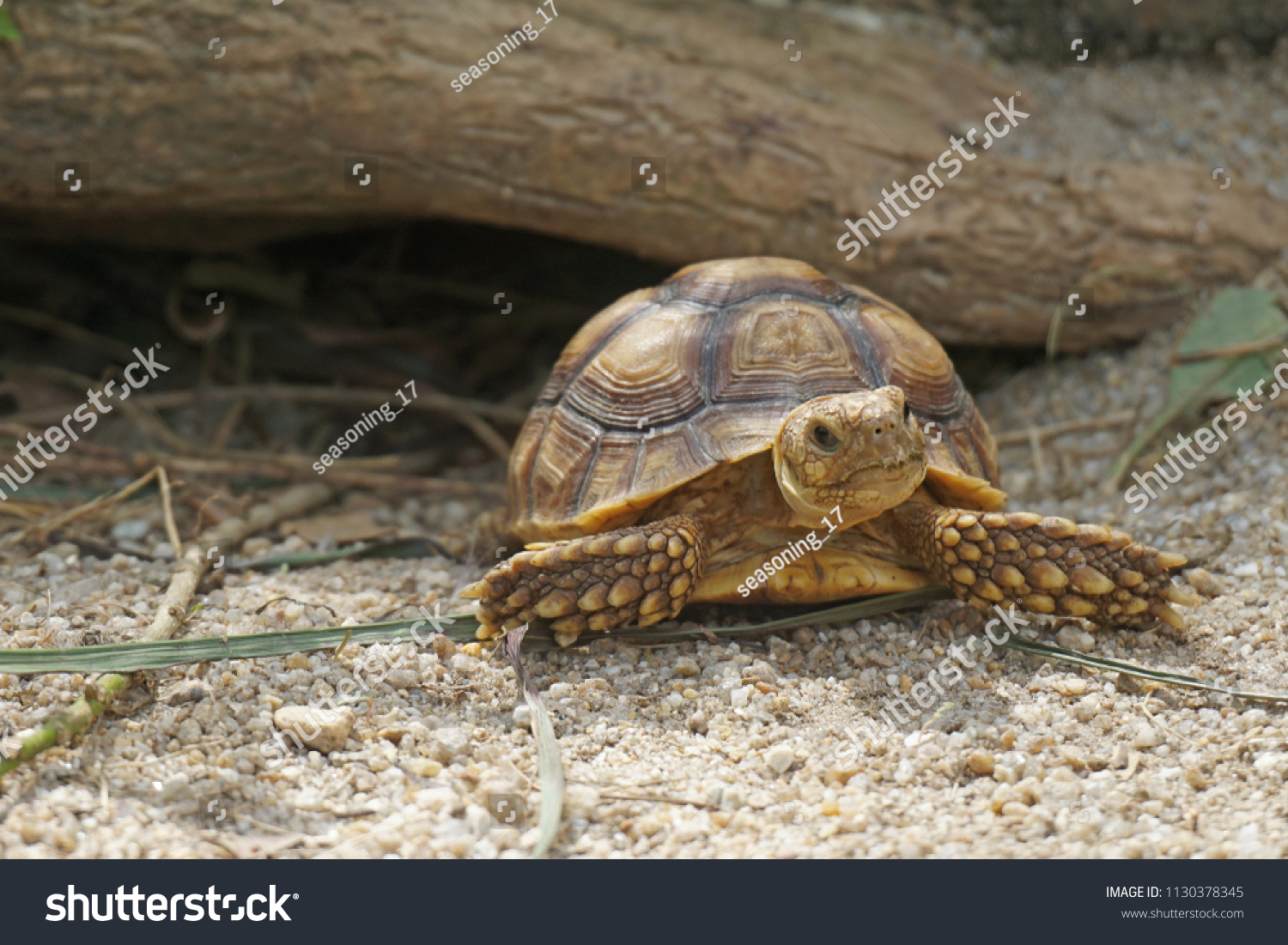 African Spurred Tortoise Burrow Entrance Big Stock Photo 1130378345 ...