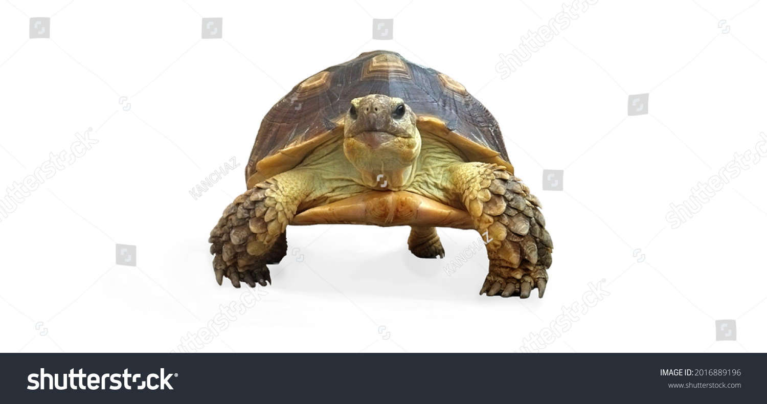 30,368 Tortoise head Images, Stock Photos & Vectors | Shutterstock